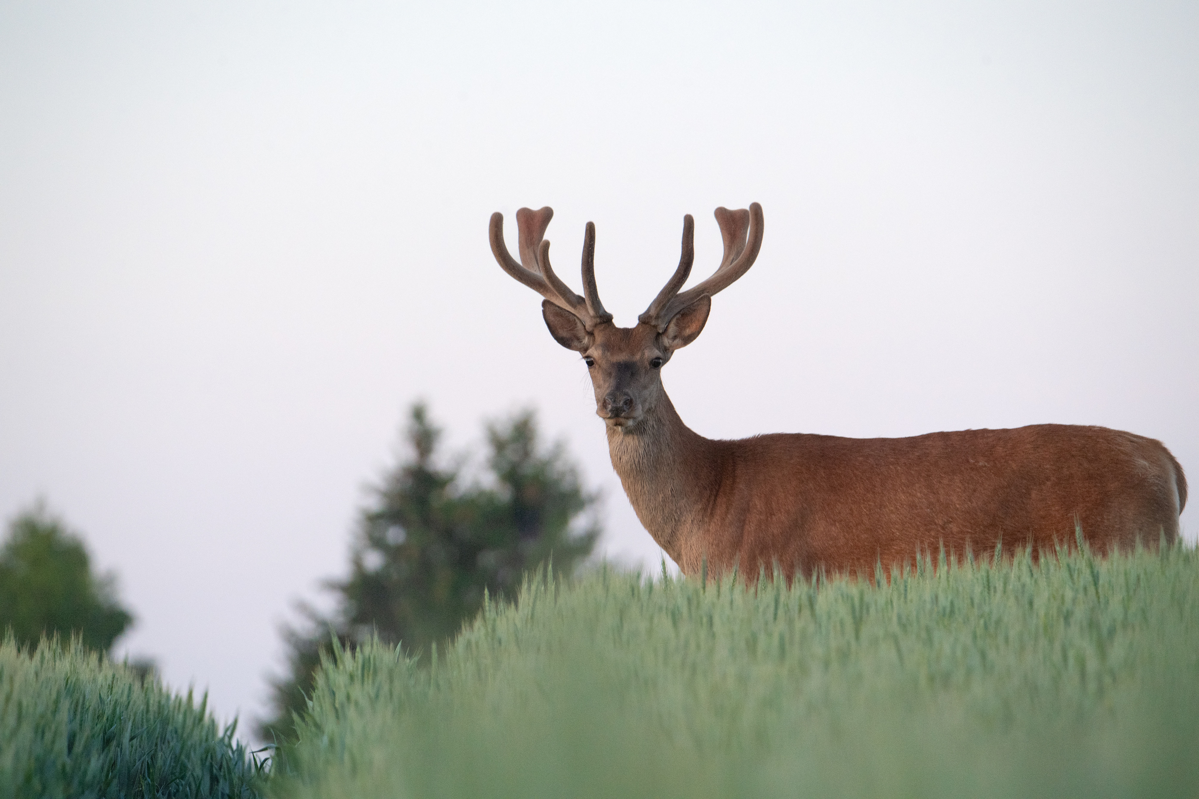Jeleń szlachetny Cervus elaphus) 