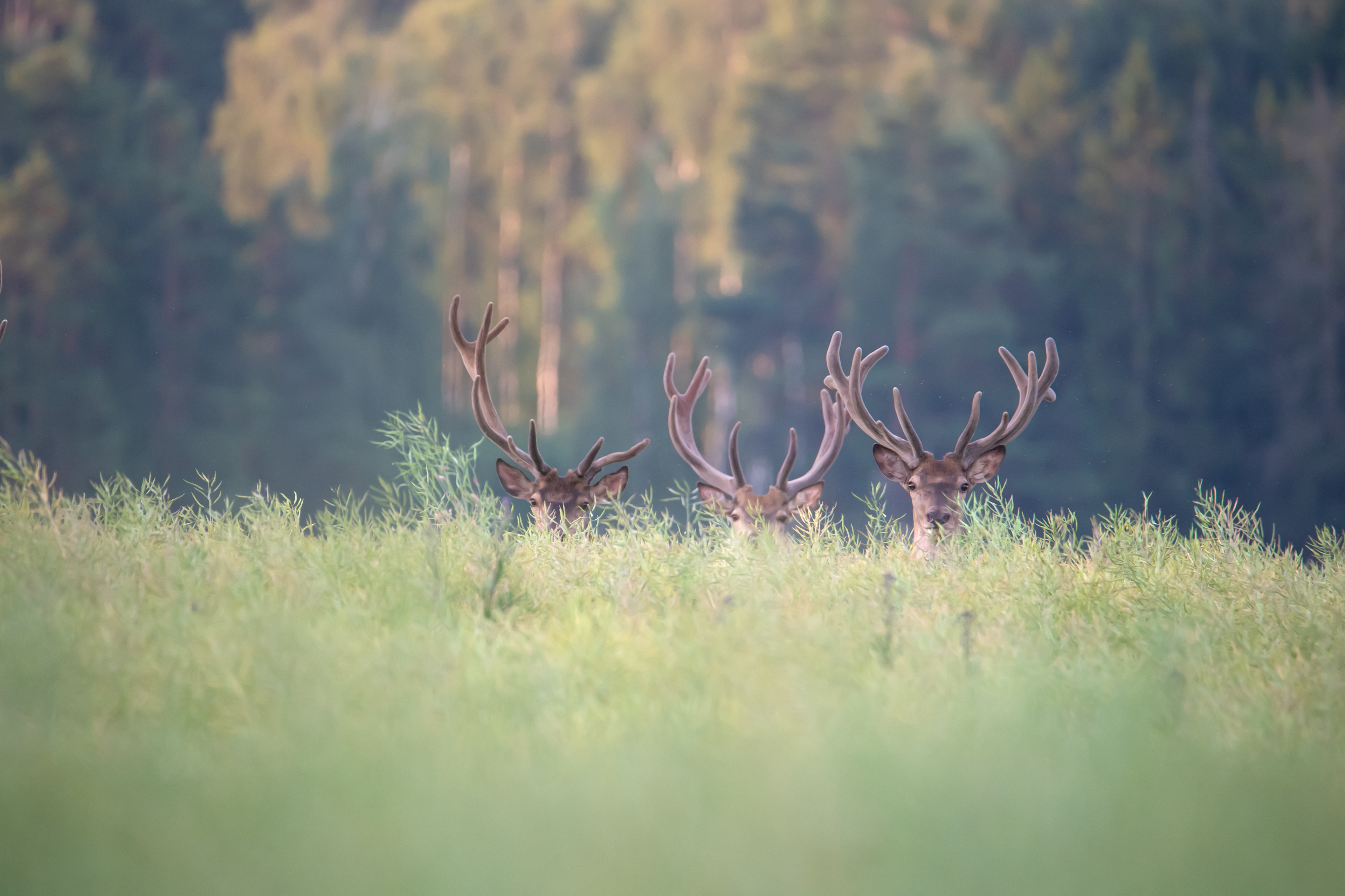 Jeleń szlachetny Cervus elaphus) 