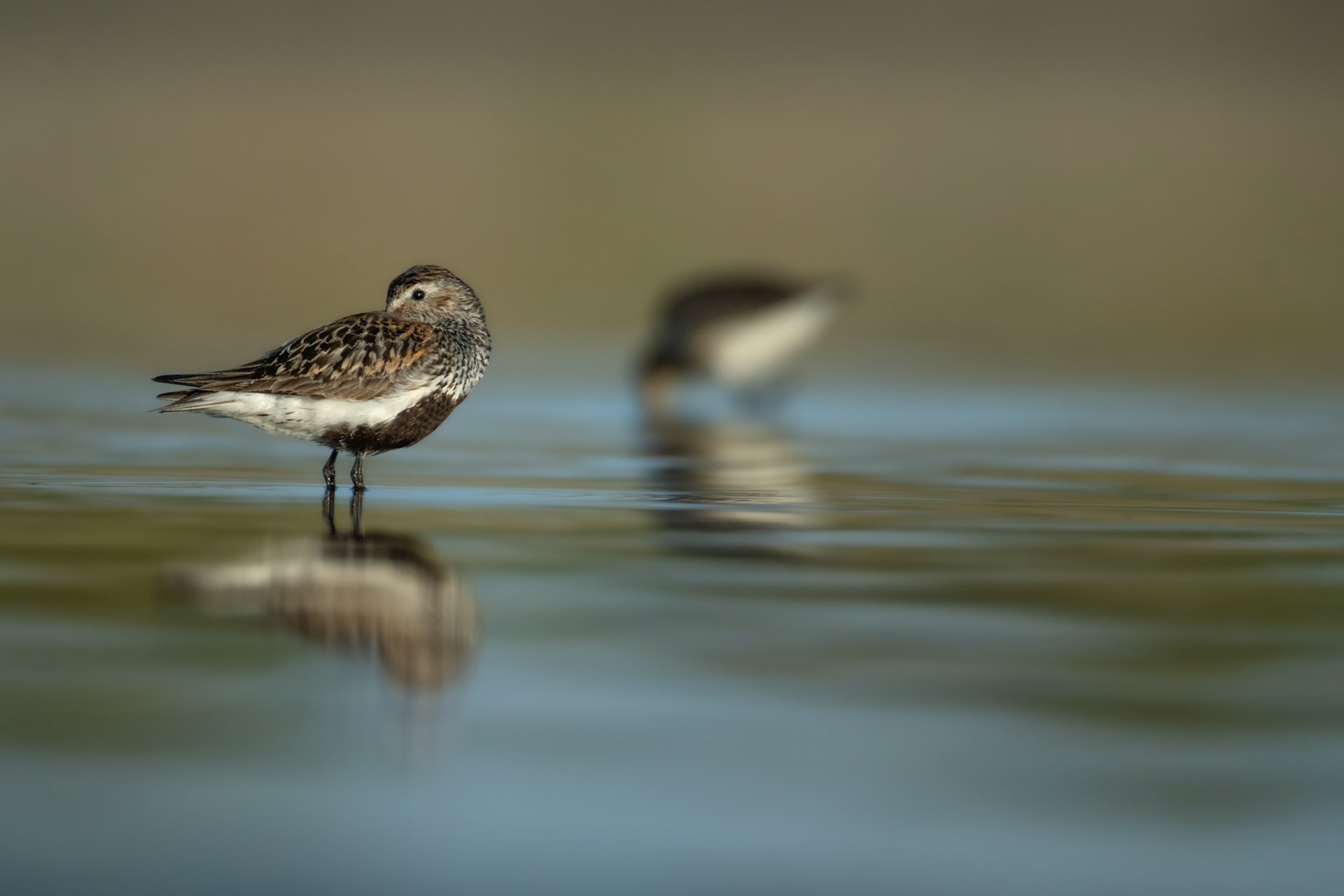Piaskowiec (Calidris alba)