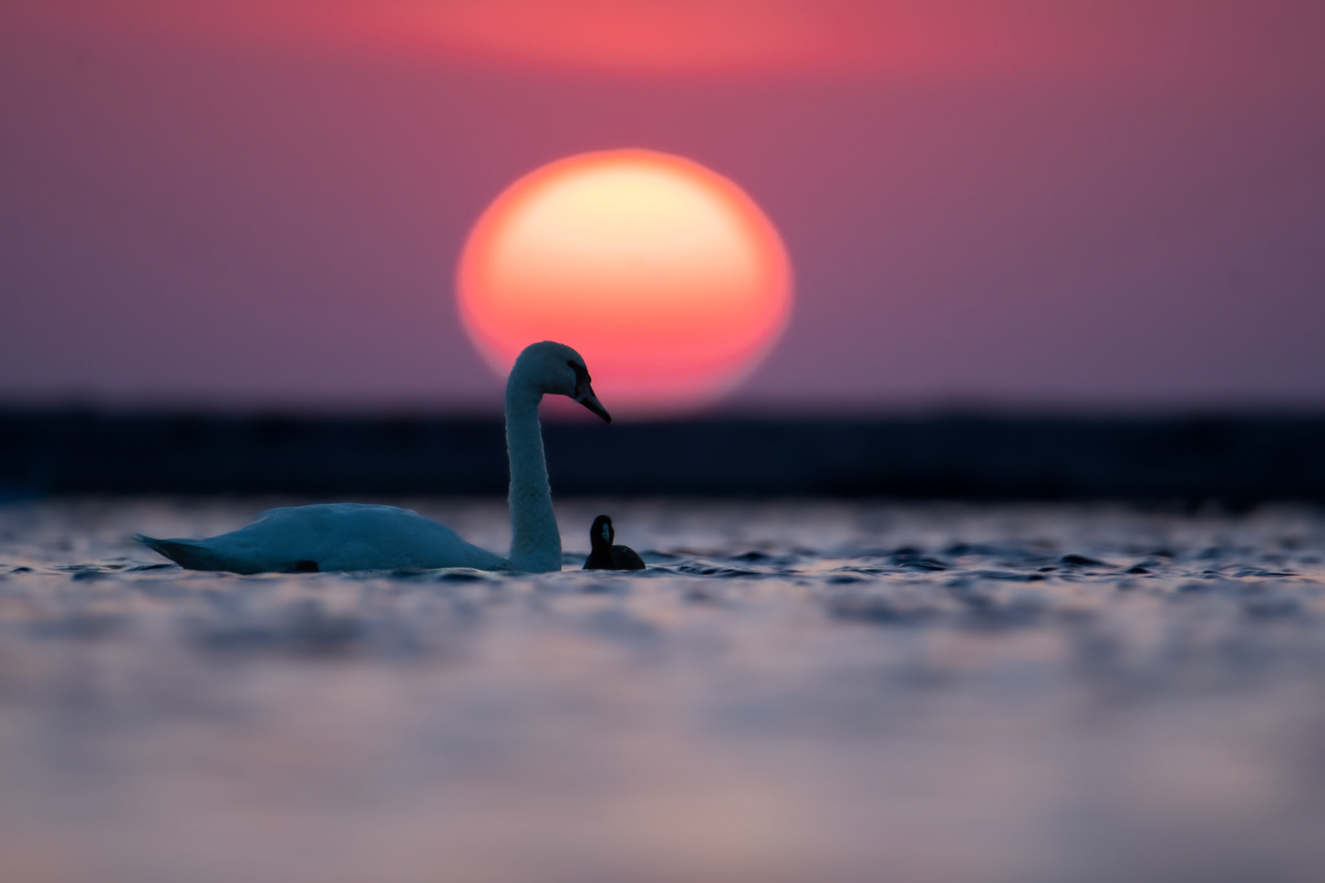Łabędź niemy (Cygnus olor), Łyska (Fulica atra)