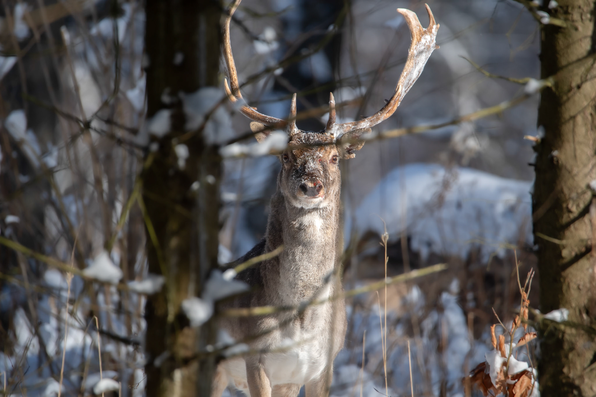 Daniel zwyczajny (Dama dama)