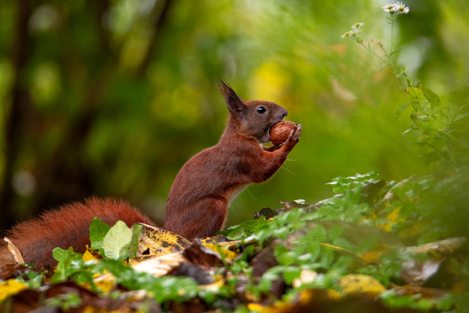 Wiewiórka pospolita (Sciurus vulgaris) 