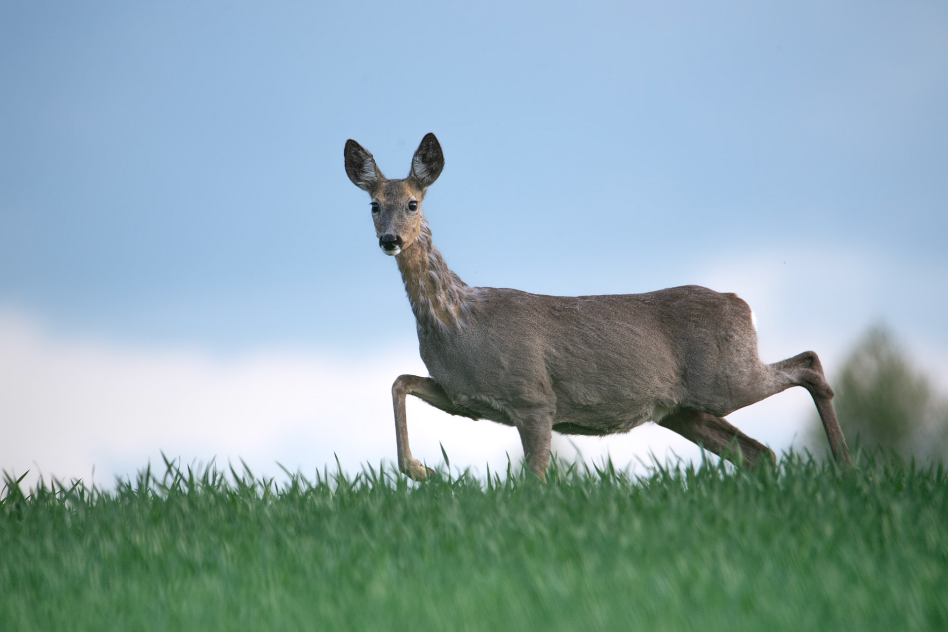 Sarna europejska (Capreolus capreolus)