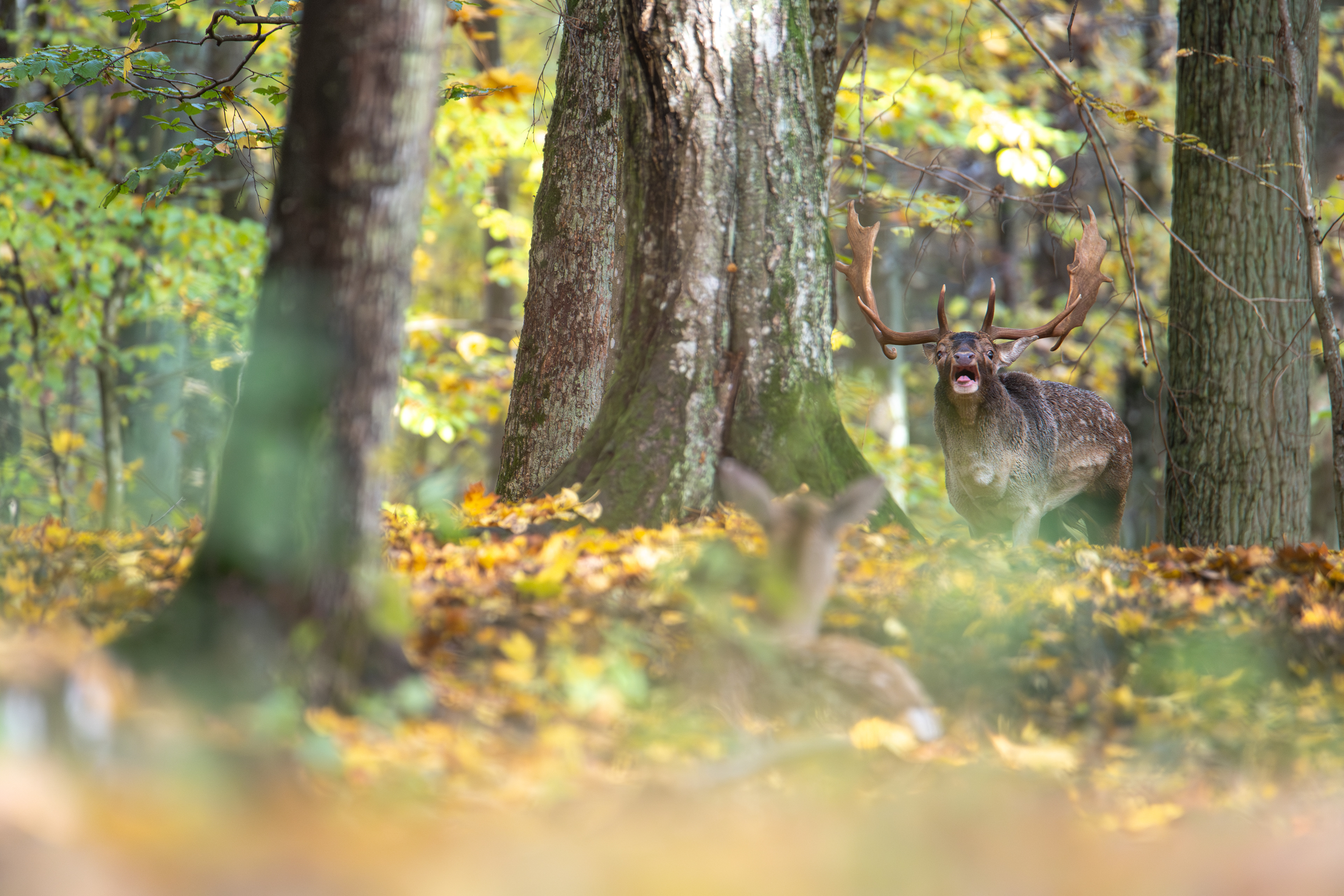 Daniel zwyczajny (Dama dama)