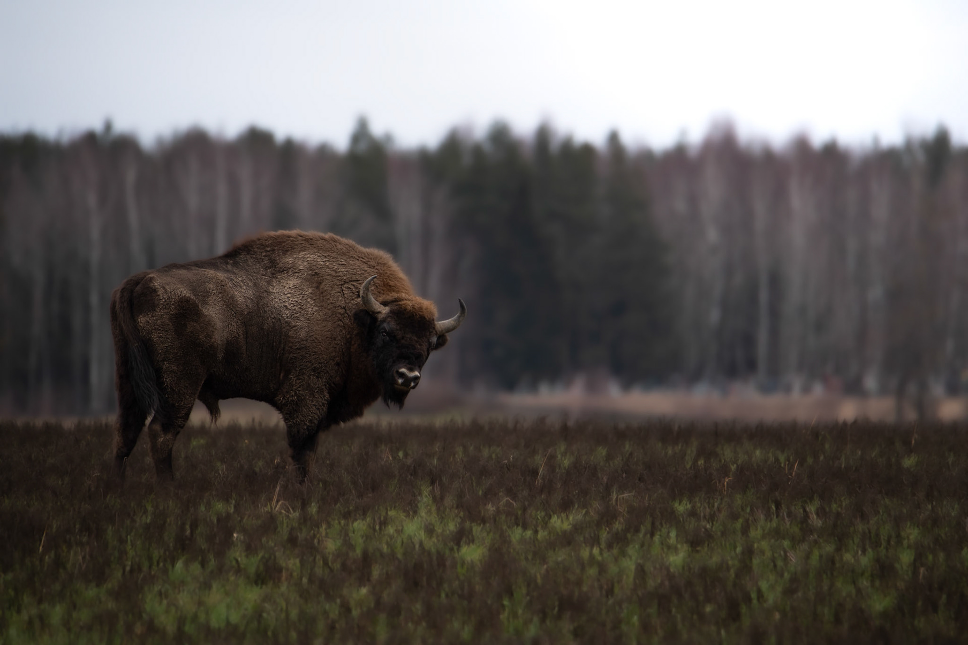 Żubr europejski (Bos bonasus)