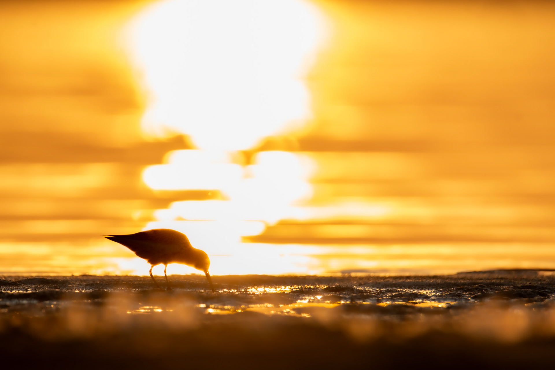 Biegus zmienny (Calidris alpina)