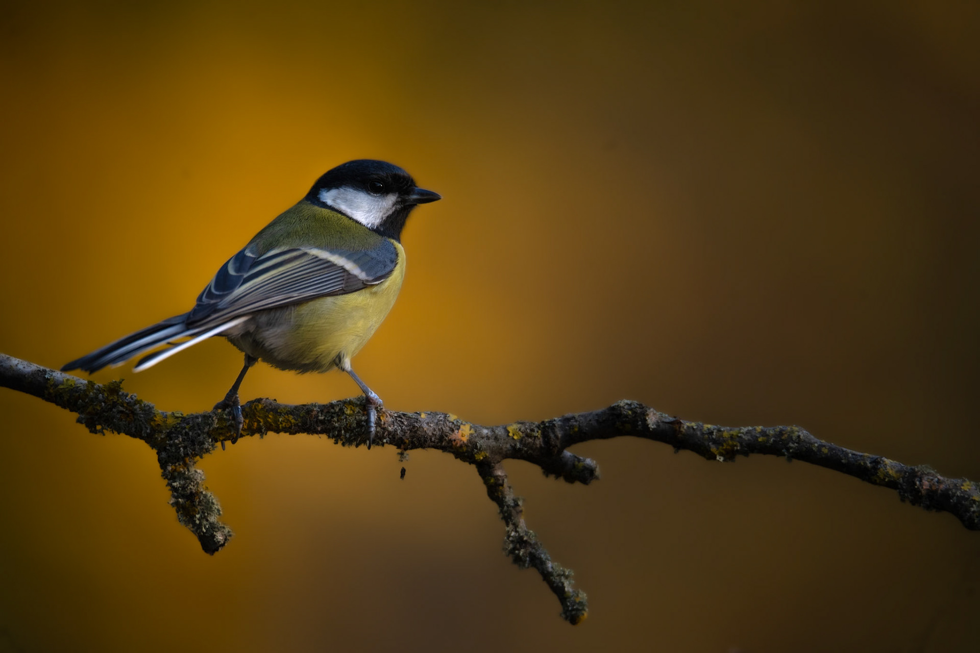 Sikora bogatka (Parus major) 