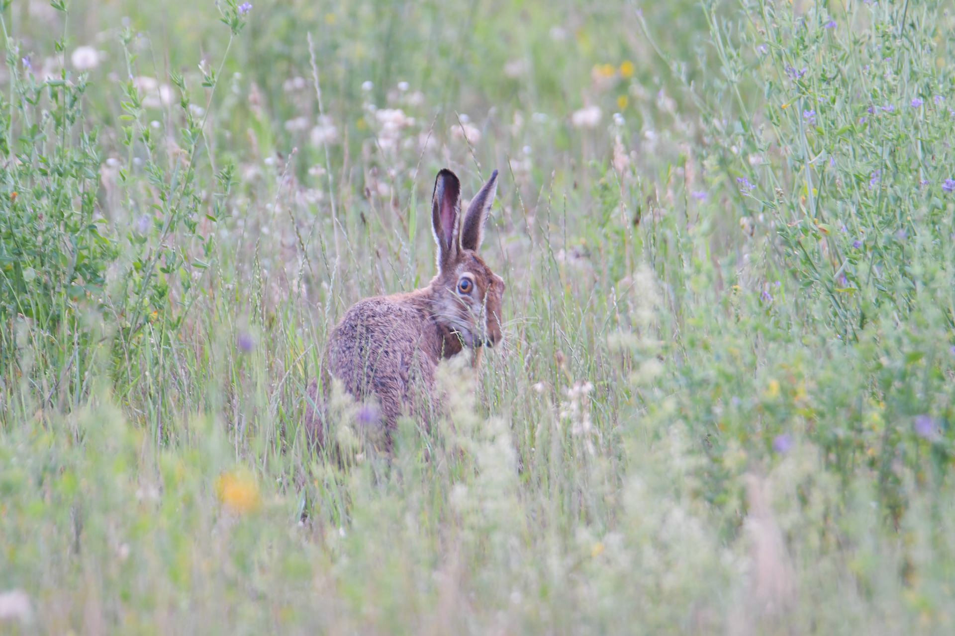 Zając szarak (Lepus europaeus)