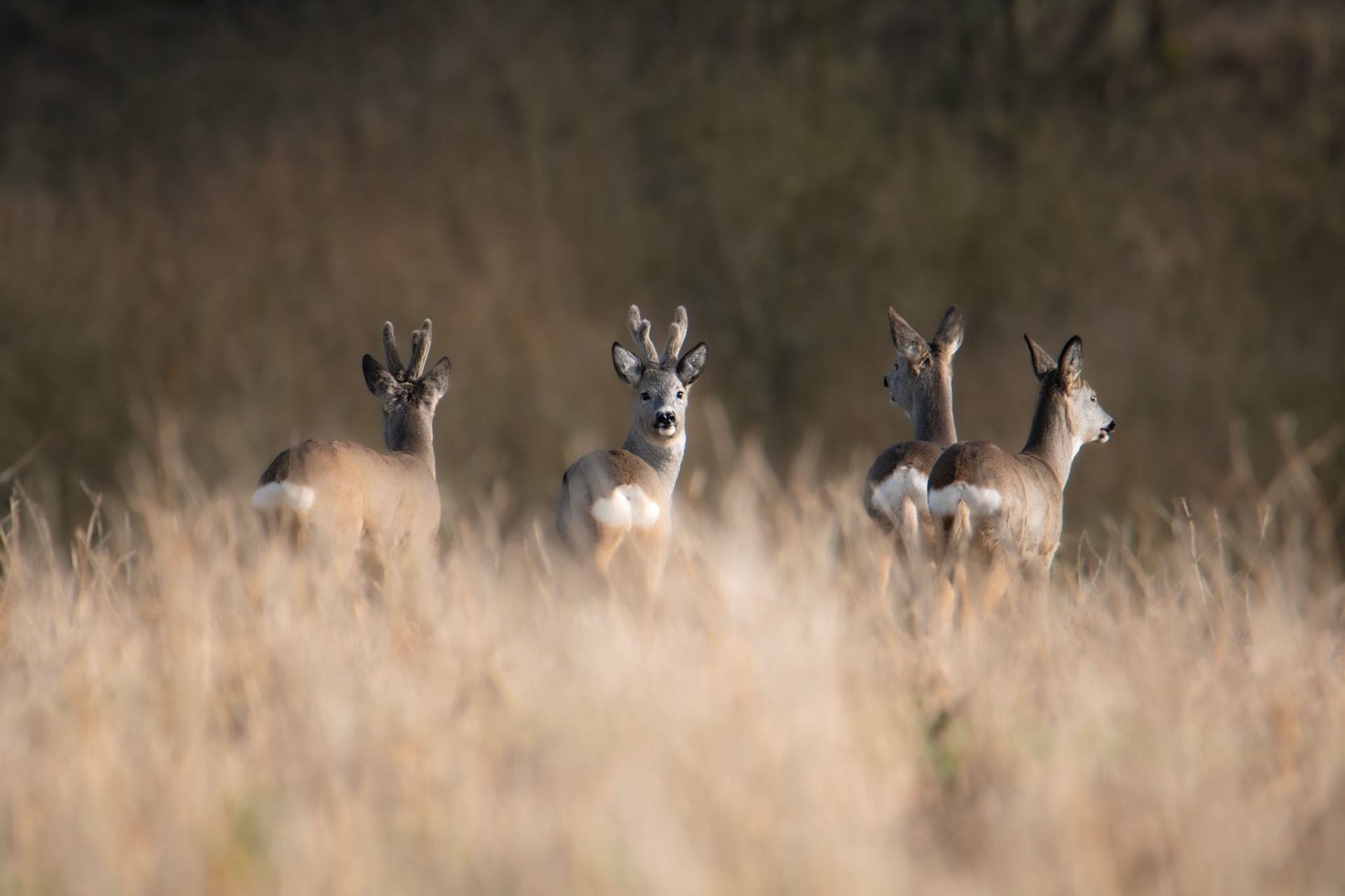 Sarna europejska (Capreolus capreolus)