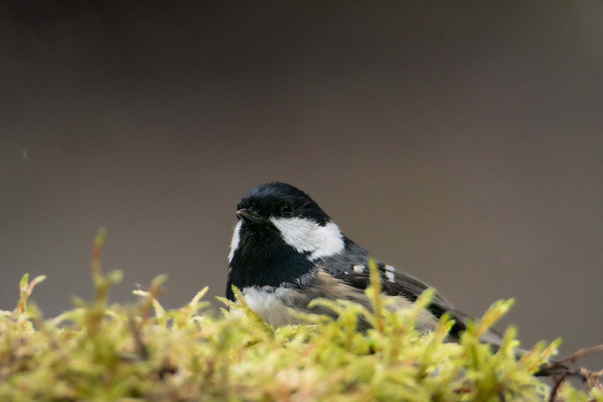  Sikora sosnówka (Periparus ater)