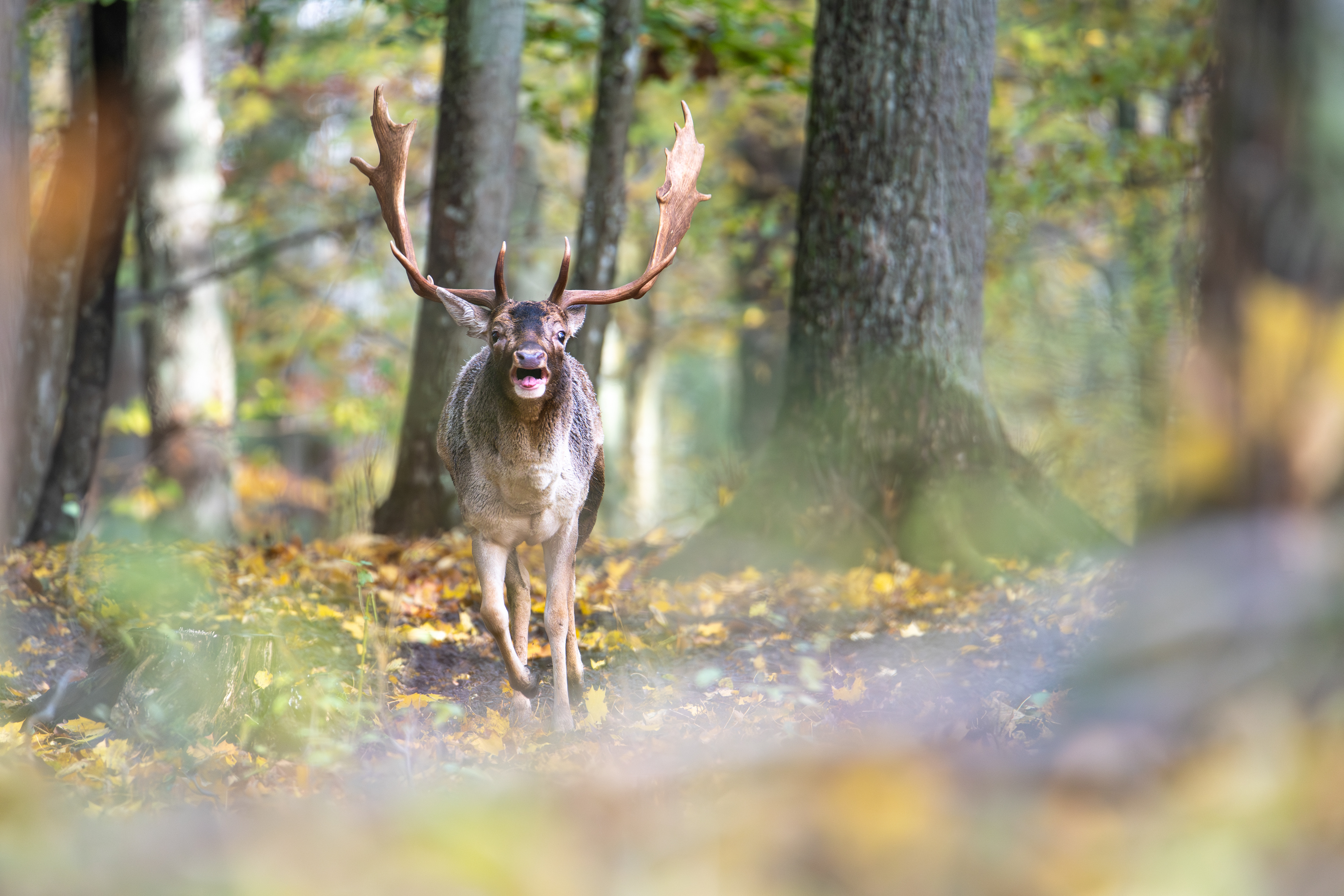 Daniel zwyczajny (Dama dama)