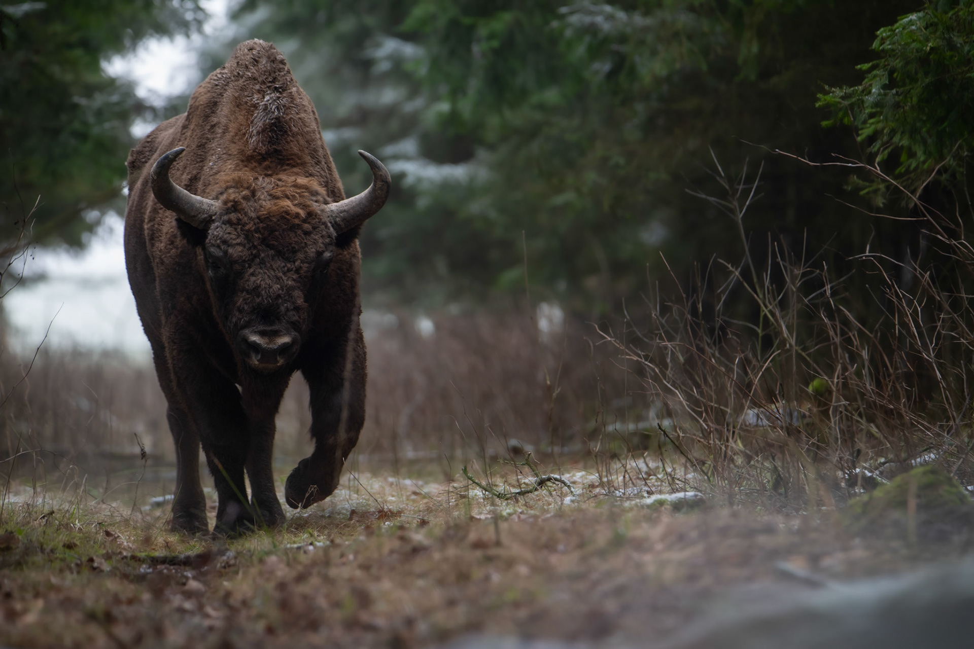 Żubr europejski (Bos bonasus)