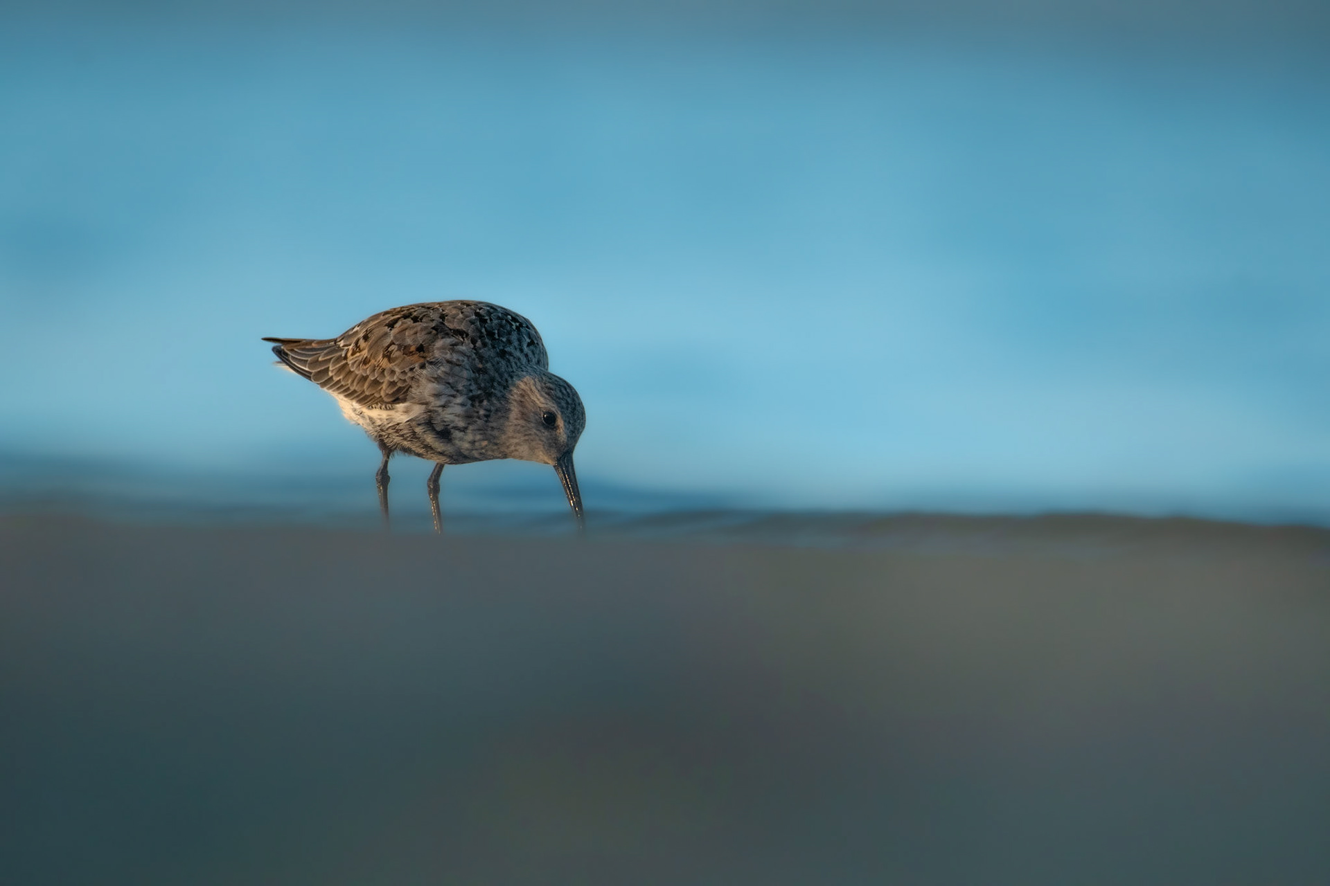 Biegus zmienny (Calidris alpina)