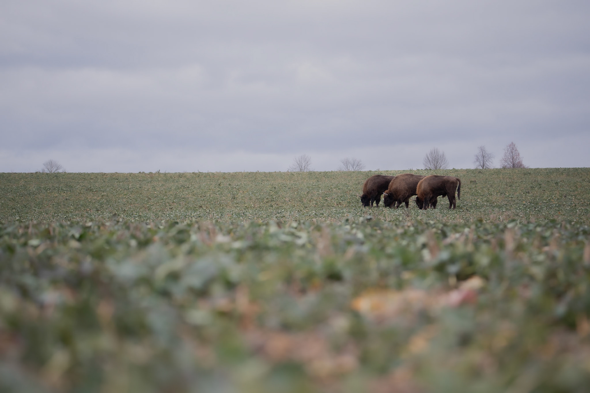Żubr europejski (Bos bonasus)