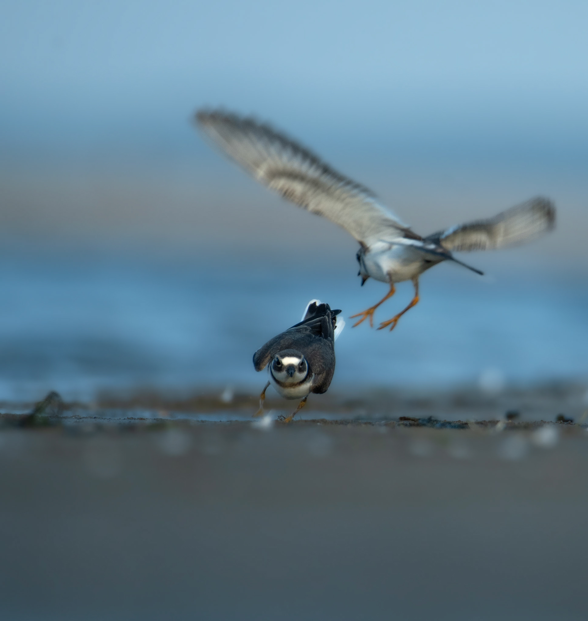 Sieweczka obrożna (Charadrius hiaticula)