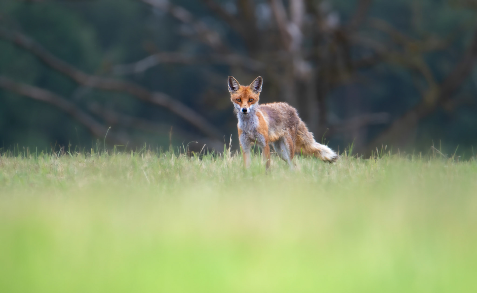 Lis rudy (Vulpes vulpes)