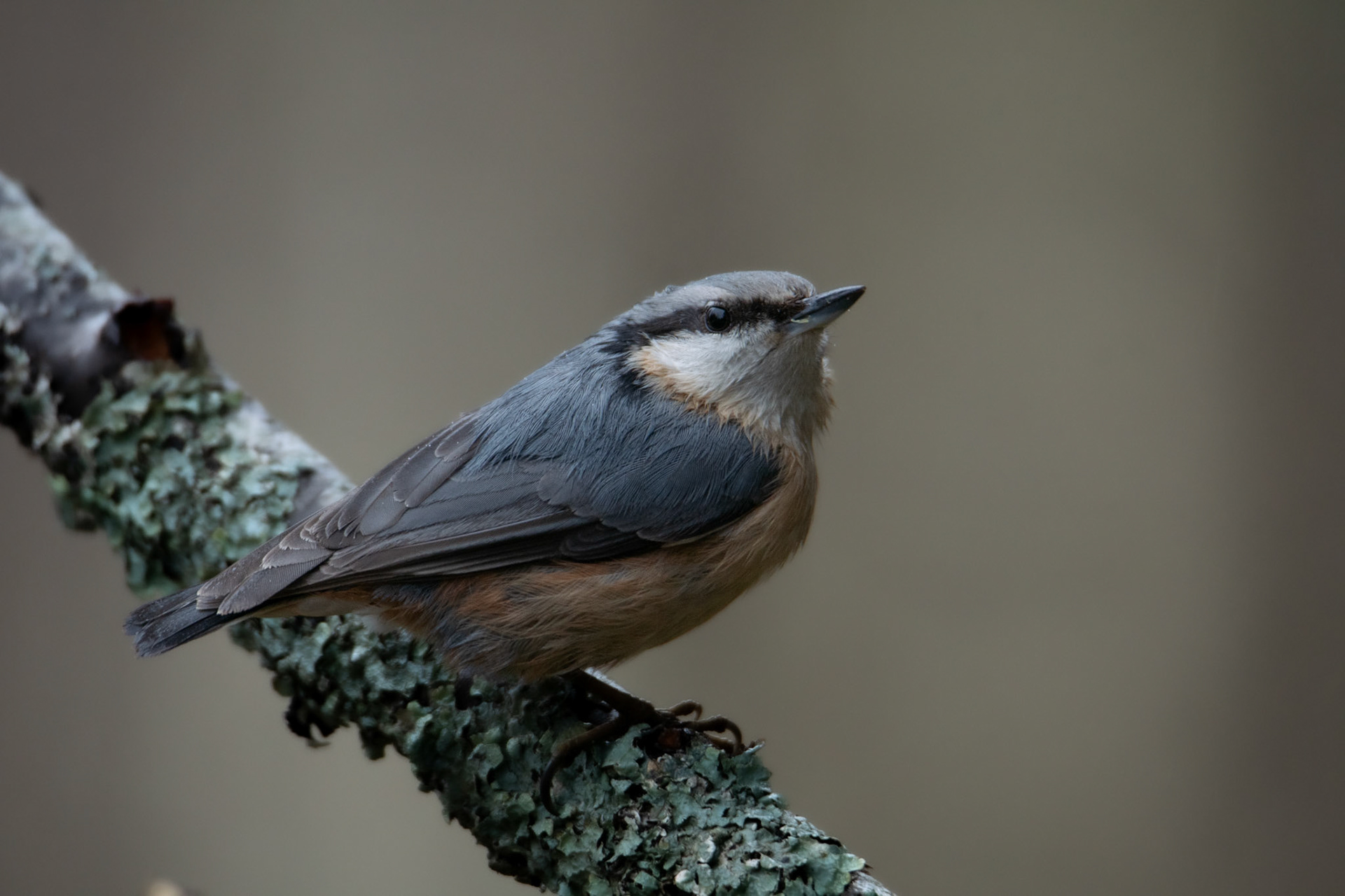 Kowalik (Sitta europaea)