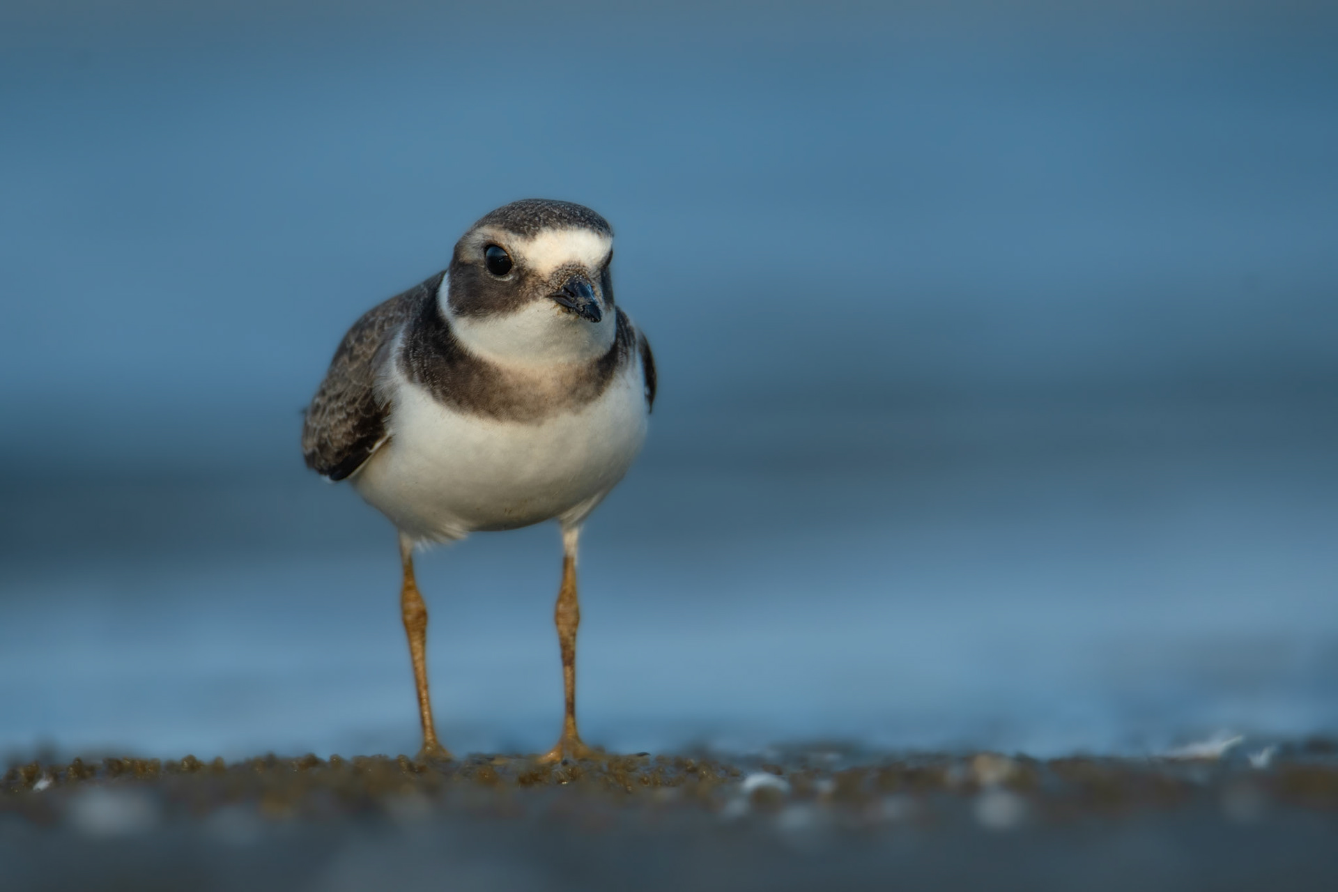 Sieweczka obrożna (Charadrius hiaticula)