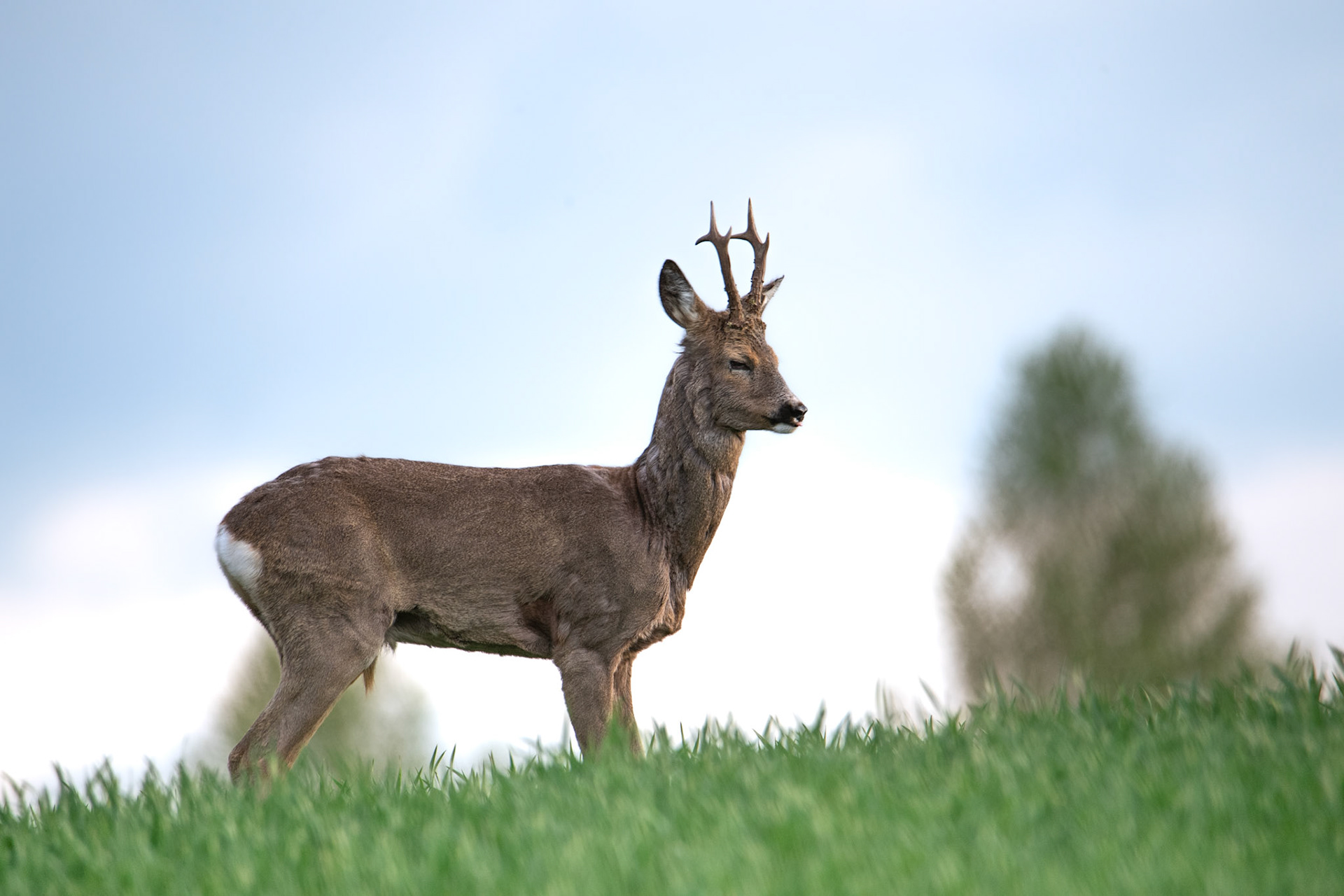 Sarna europejska (Capreolus capreolus)