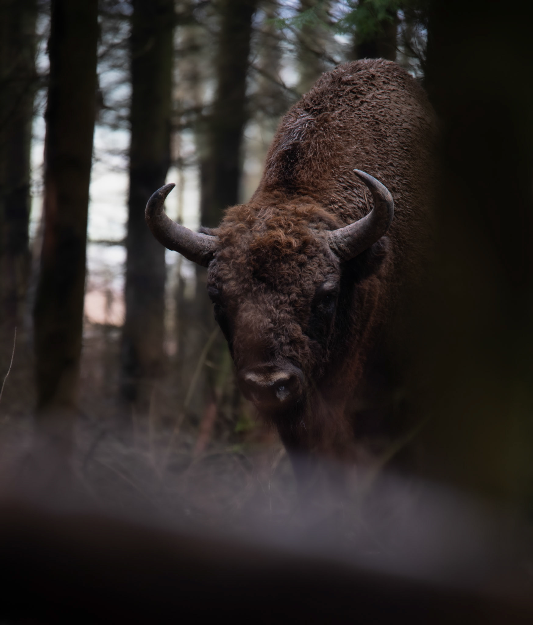 Żubr europejski (Bos bonasus)