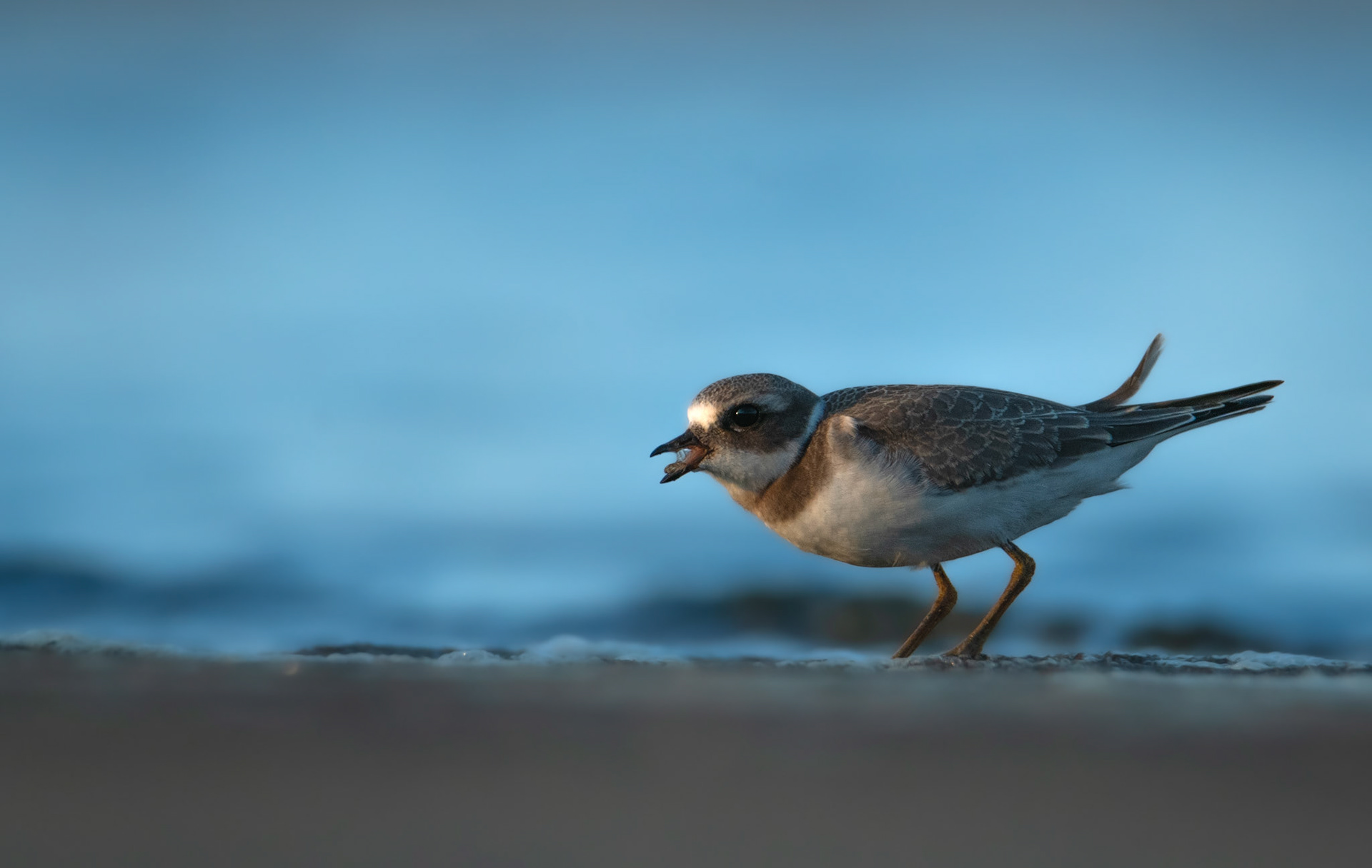 Sieweczka obrożna (Charadrius hiaticula)