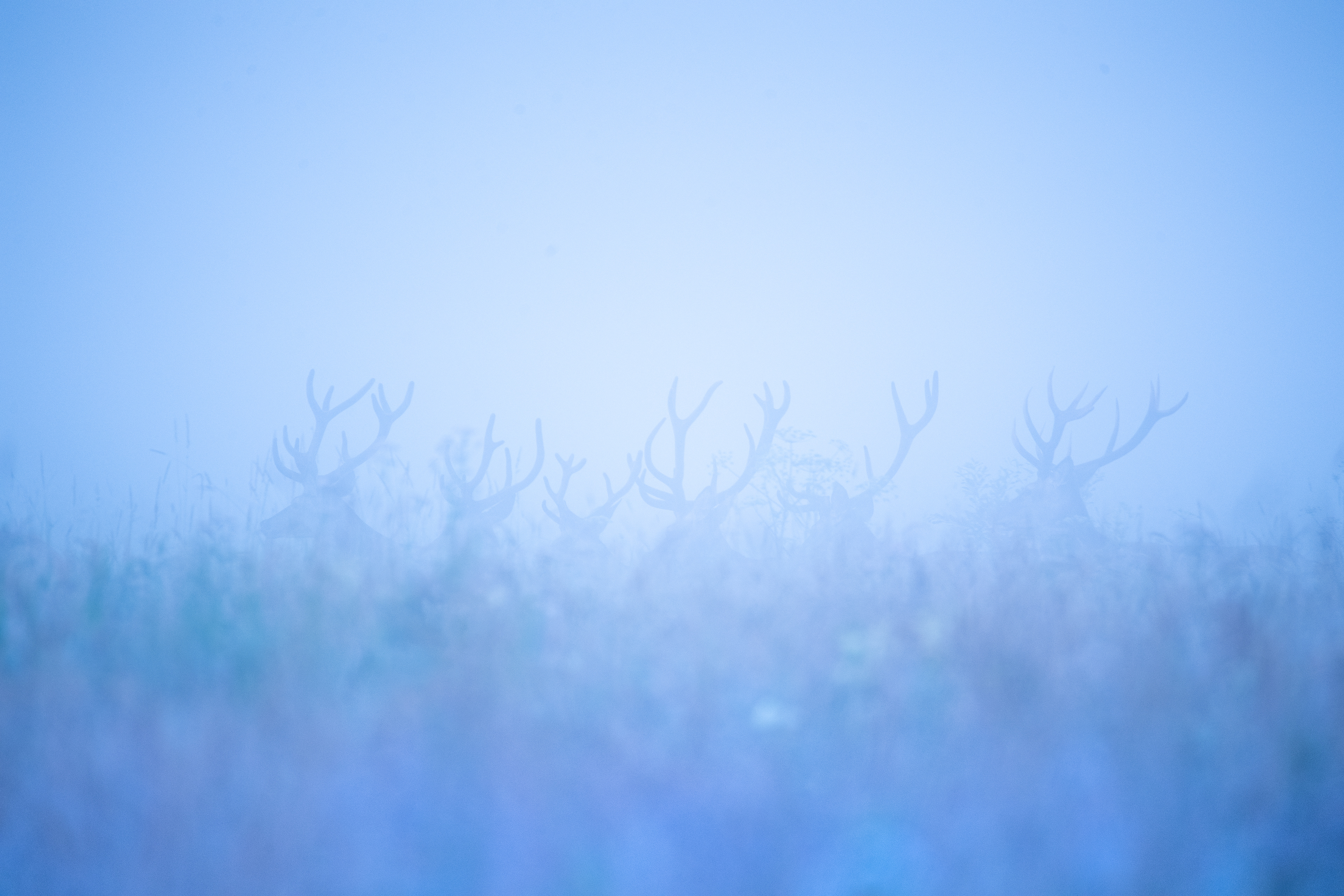 Jeleń szlachetny Cervus elaphus) 