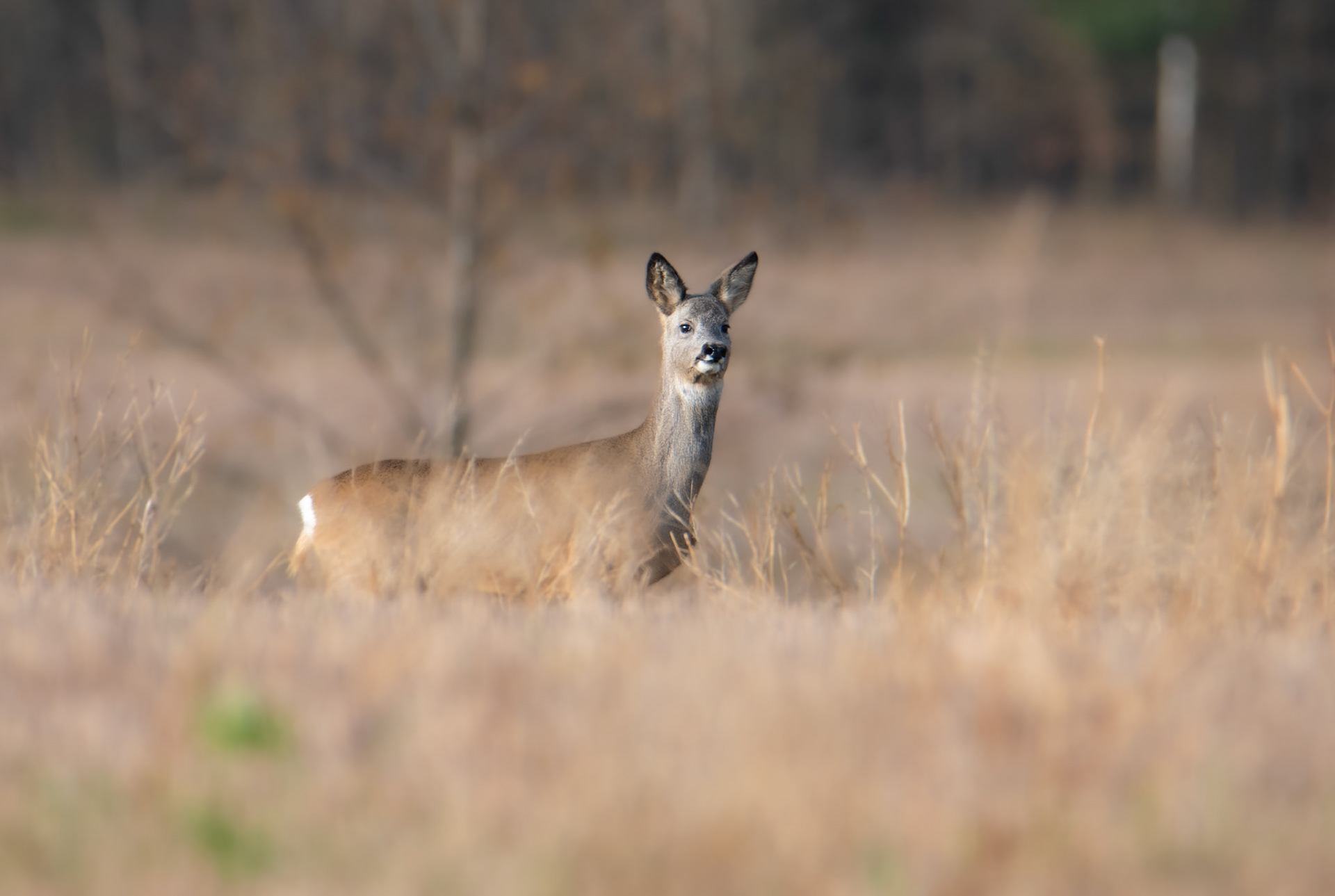 Sarna europejska (Capreolus capreolus)