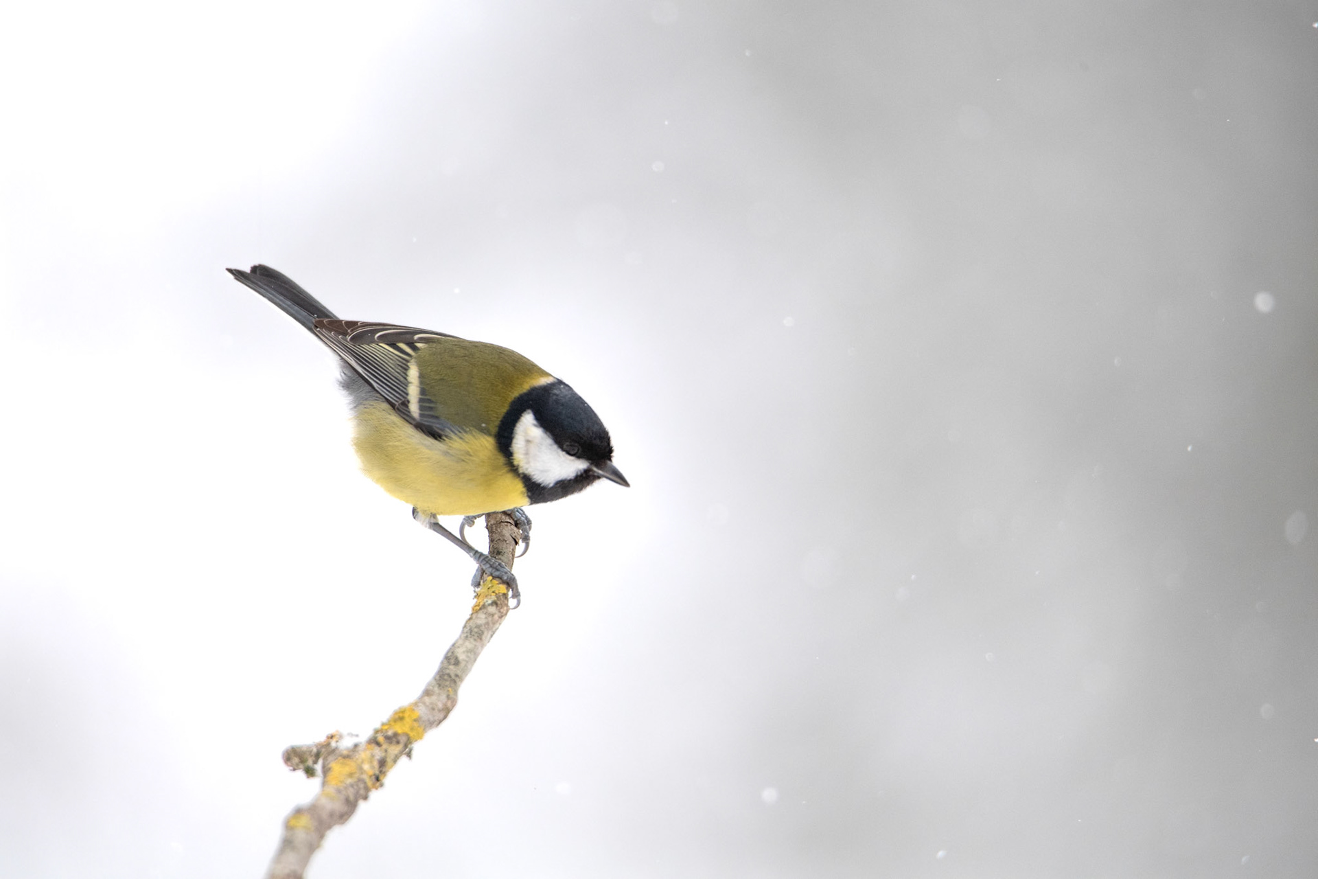 Sikora bogatka (Parus major) 