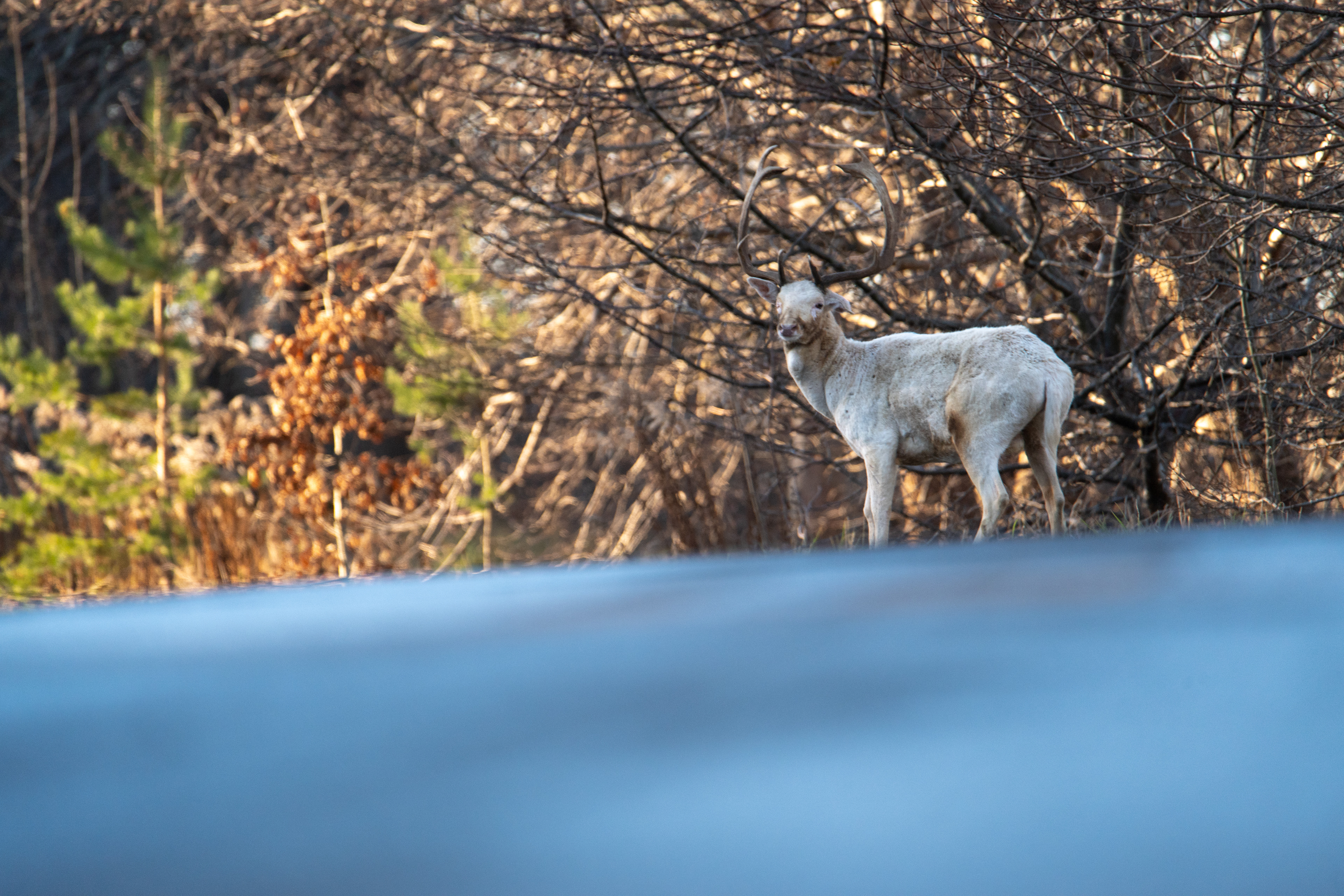 Daniel zwyczajny (Dama dama)
