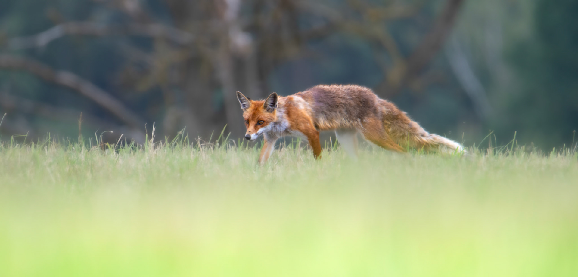 Lis rudy (Vulpes vulpes)