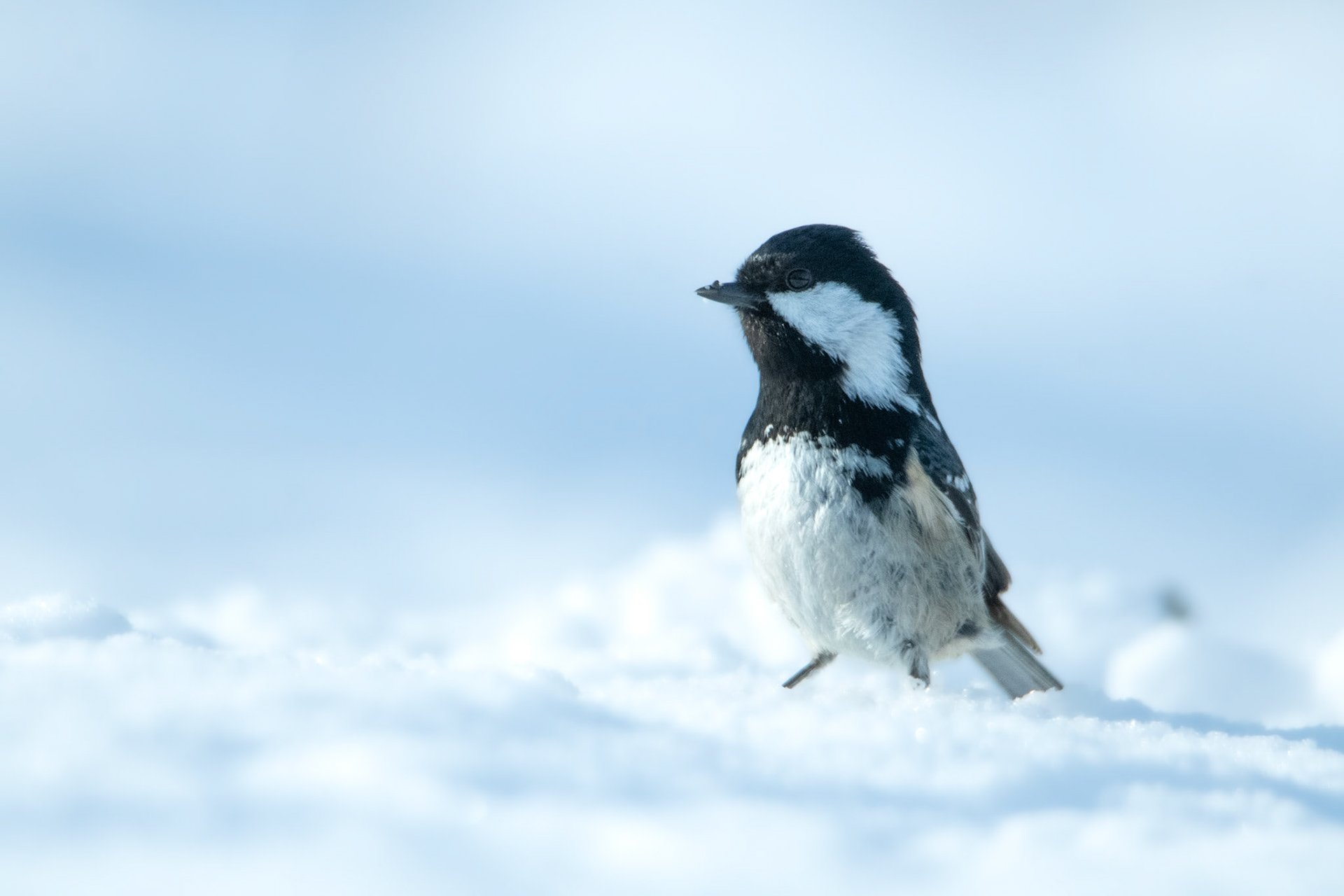  Sikora sosnówka (Periparus ater)