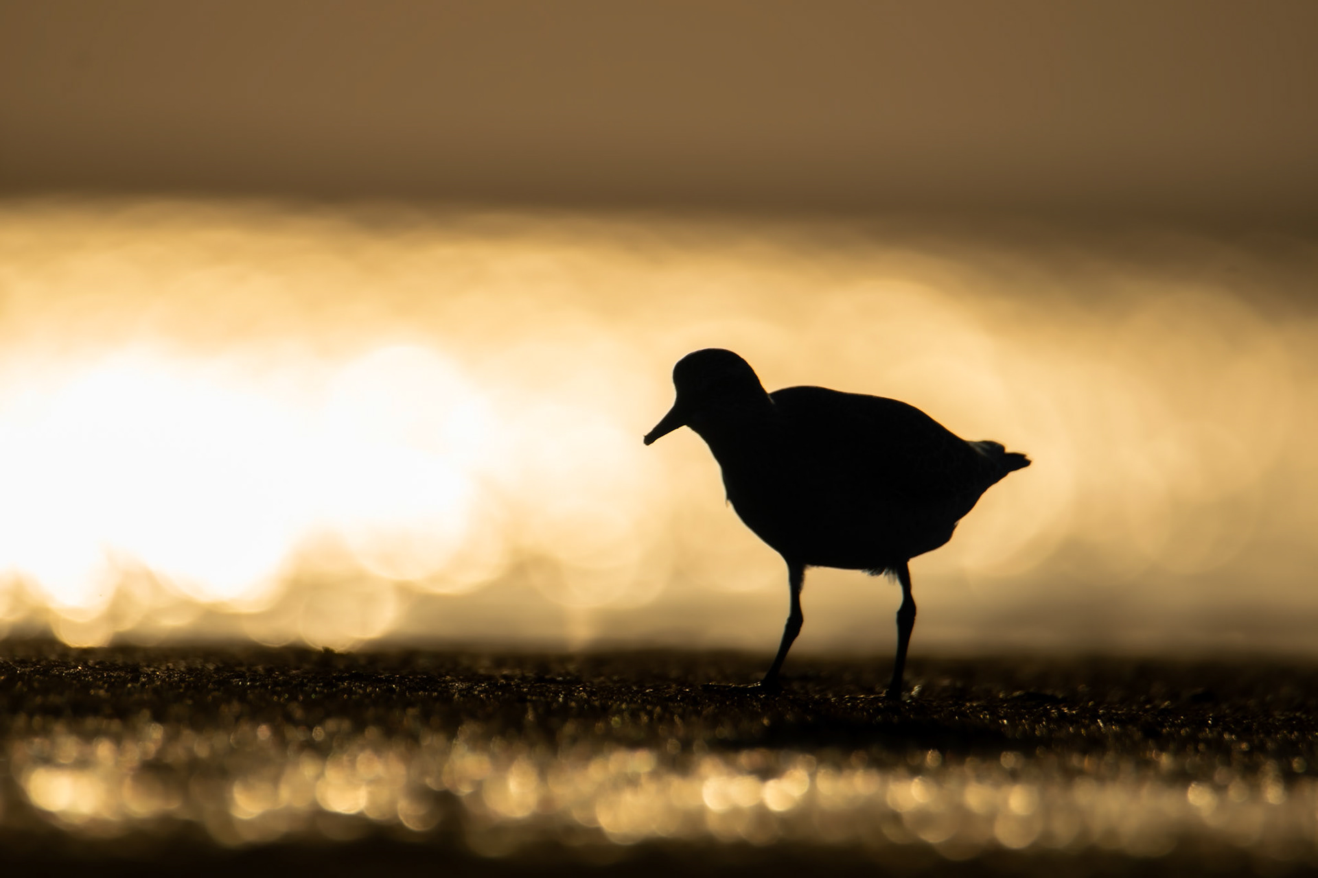Biegus rdzawy (Calidris canutus)