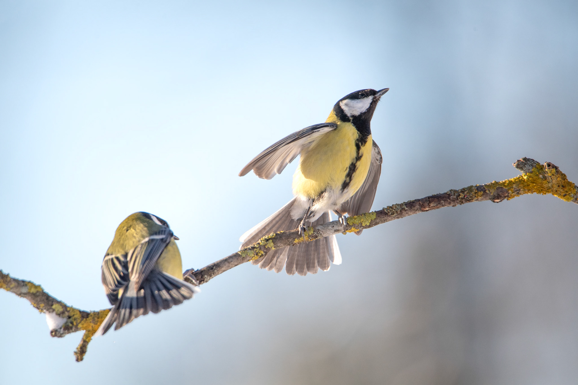 Sikora bogatka (Parus major) 