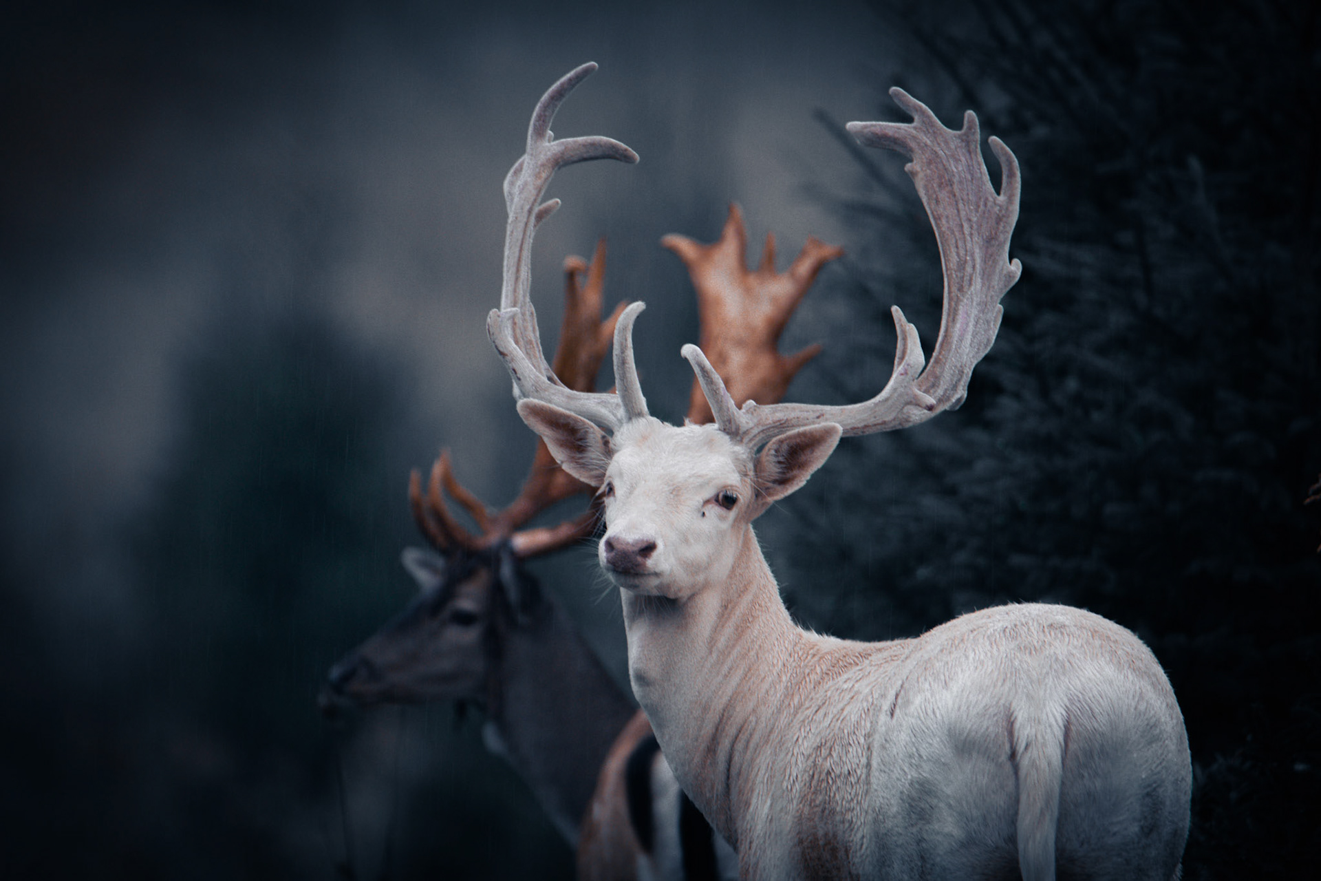 Daniel zwyczajny (Dama dama)