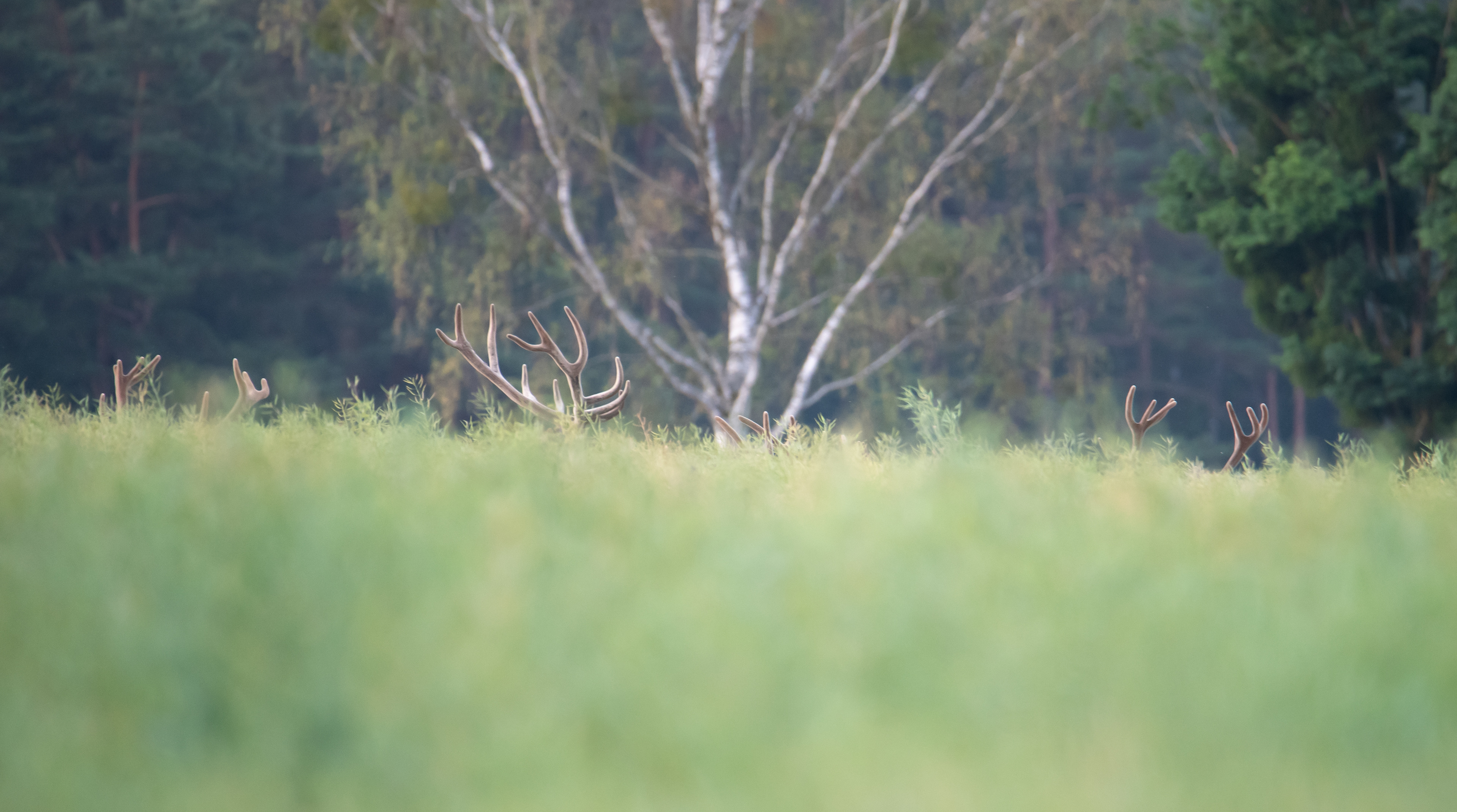 Jeleń szlachetny Cervus elaphus) 