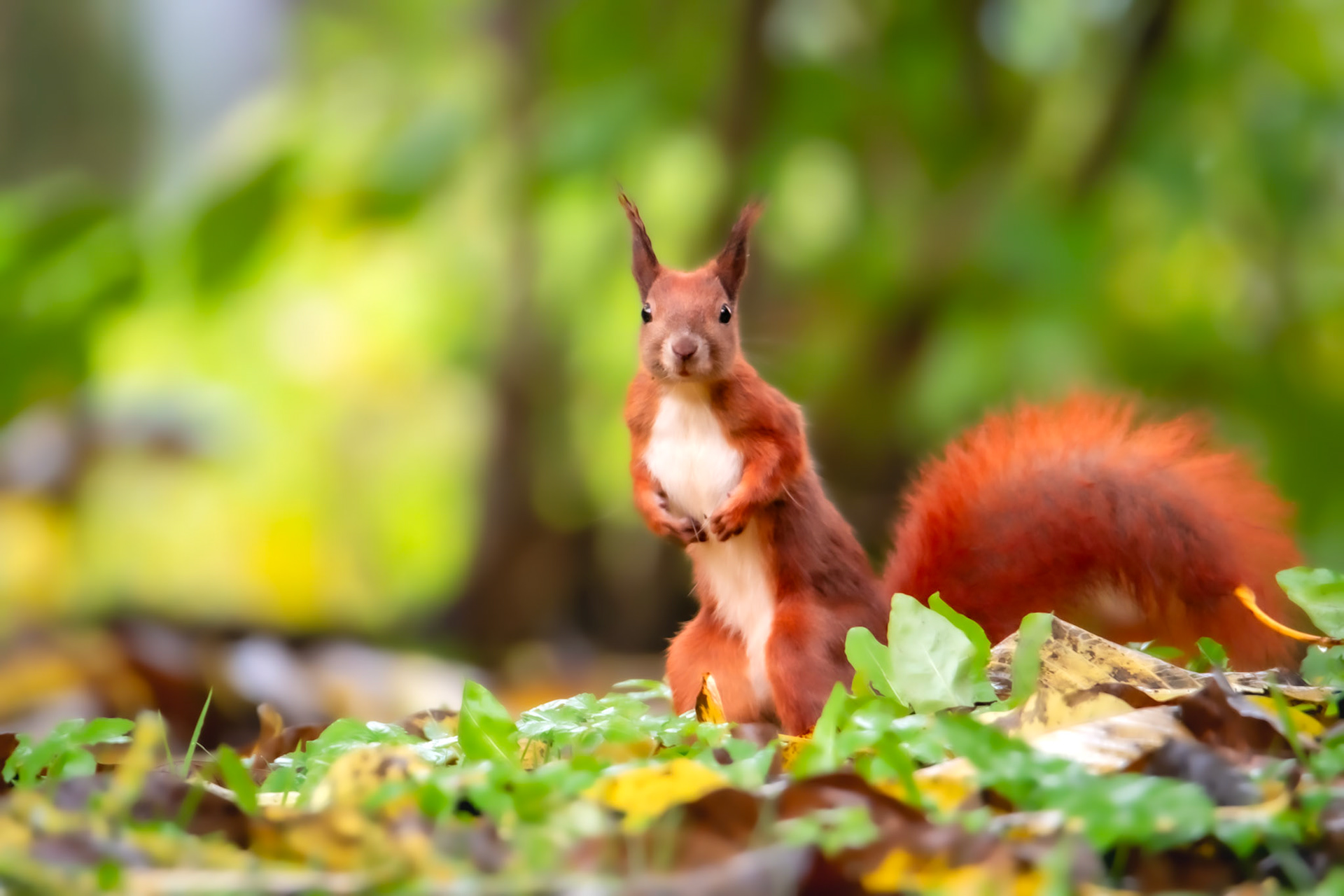 Wiewiórka pospolita (Sciurus vulgaris) 