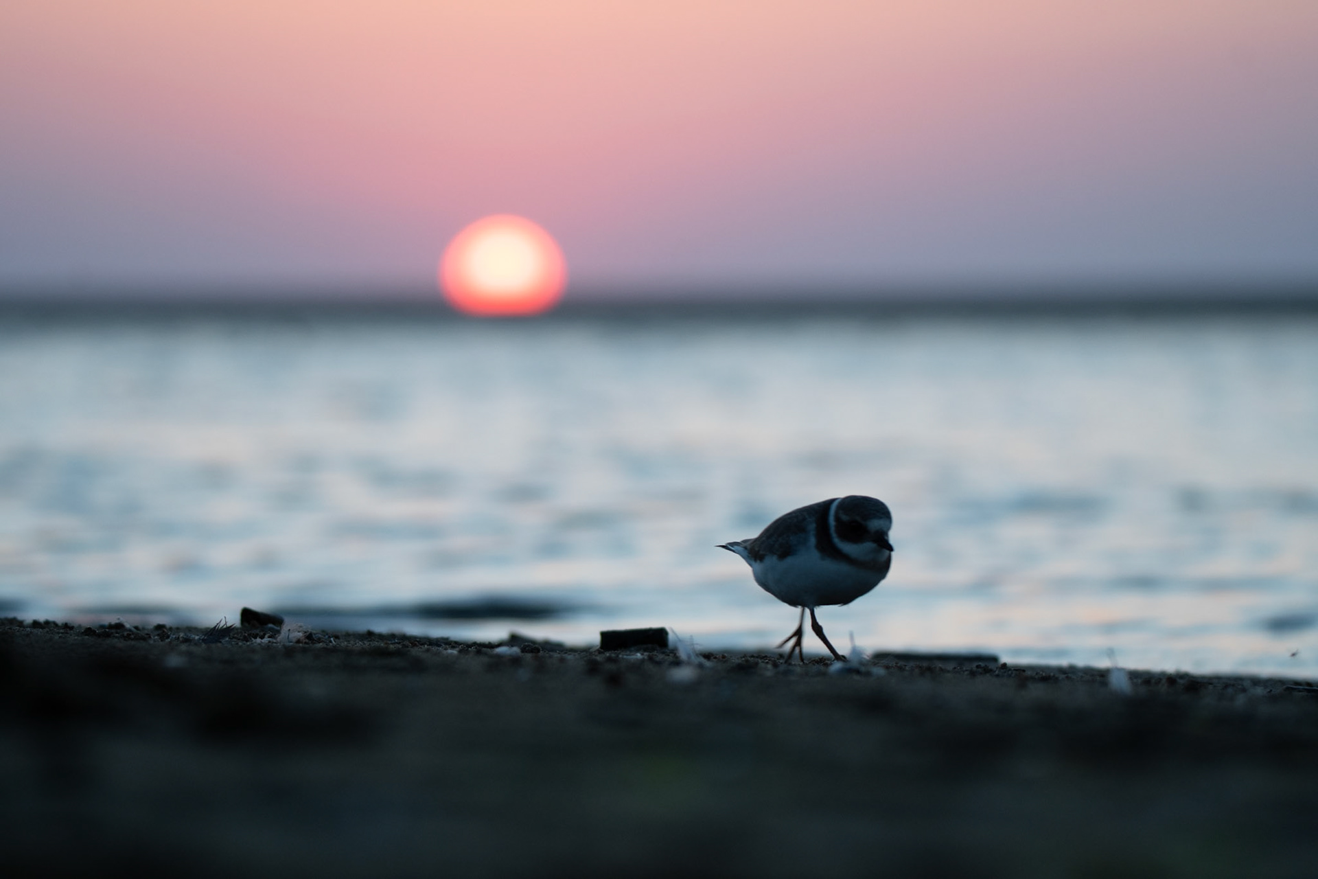 Sieweczka obrożna (Charadrius hiaticula)