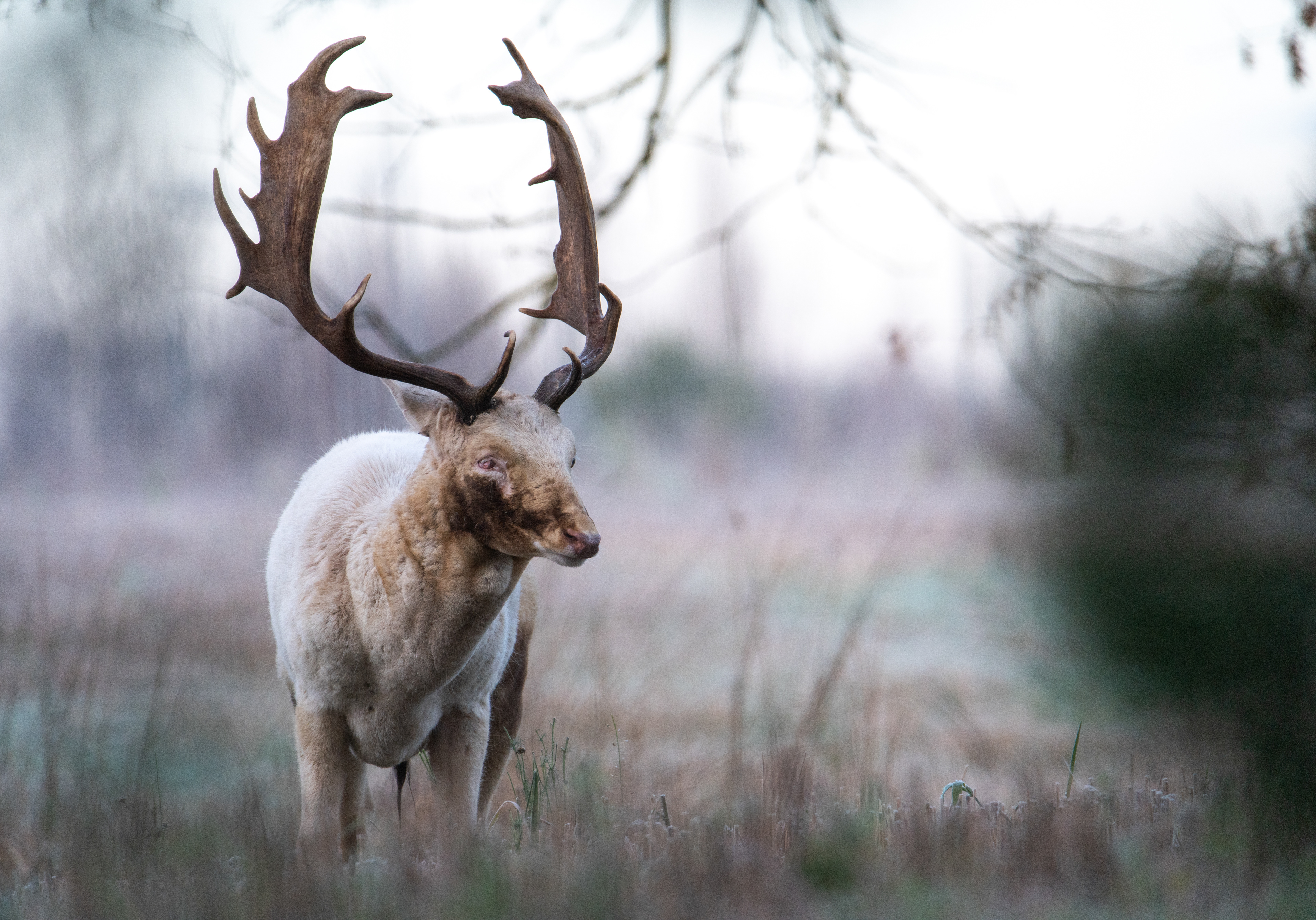 Daniel zwyczajny (Dama dama)
