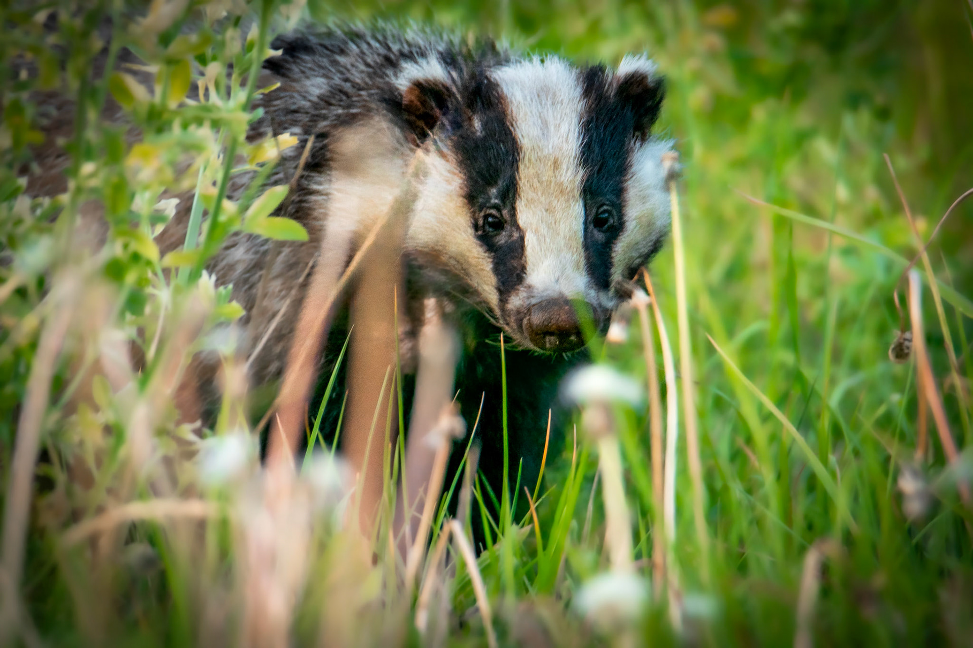 Borsuk europejski (Meles meles)