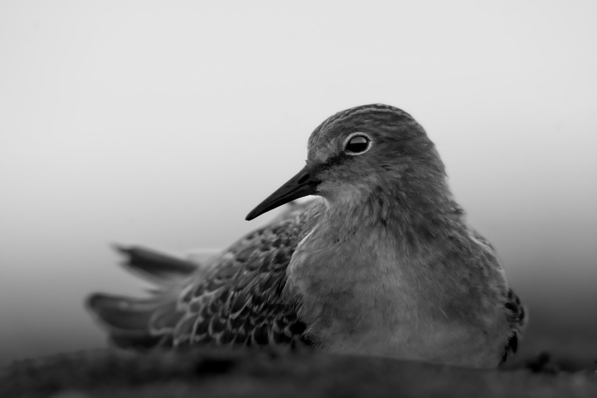 Biegus mały (Calidris temminckii)