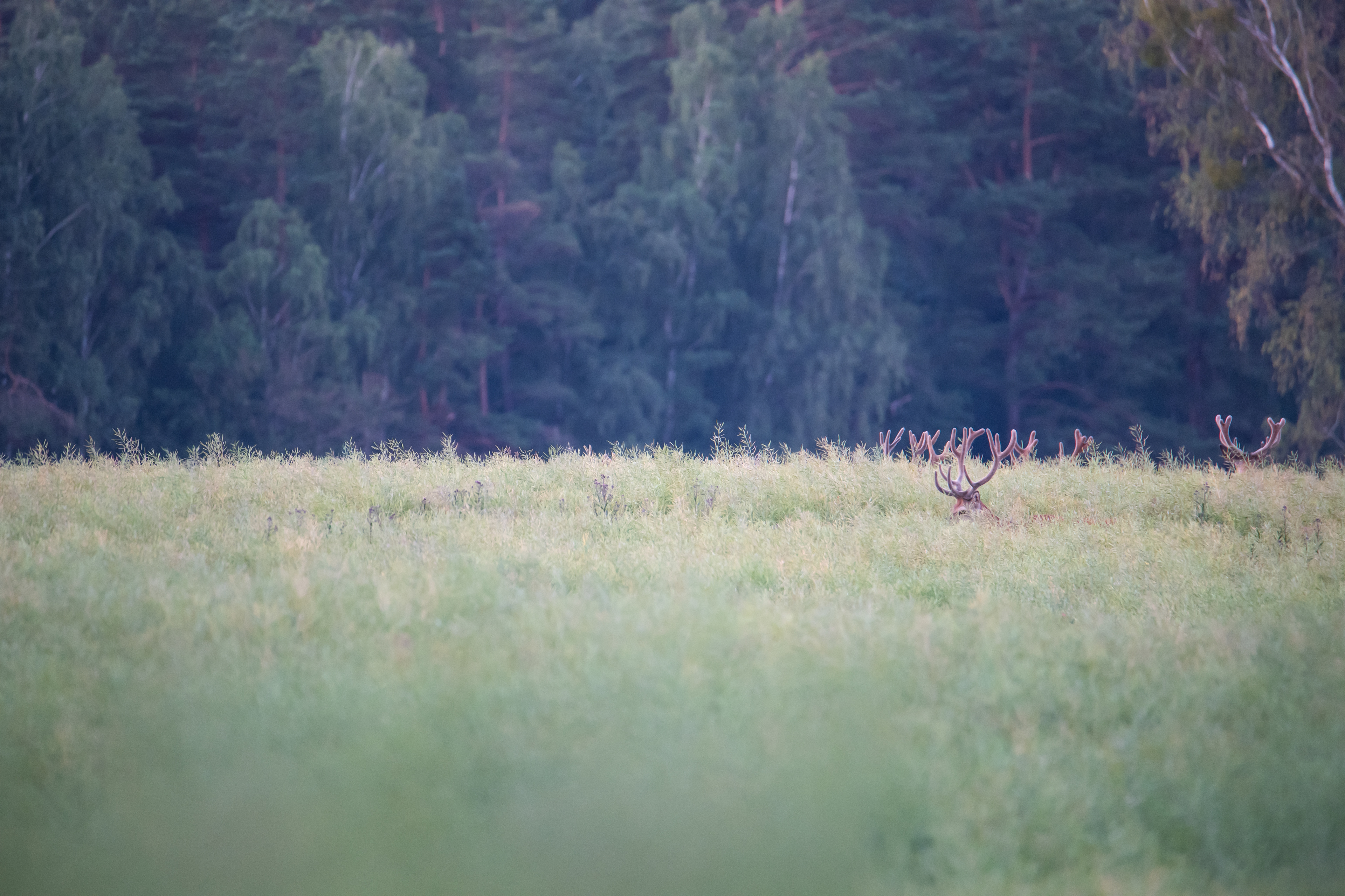 Jeleń szlachetny Cervus elaphus) 