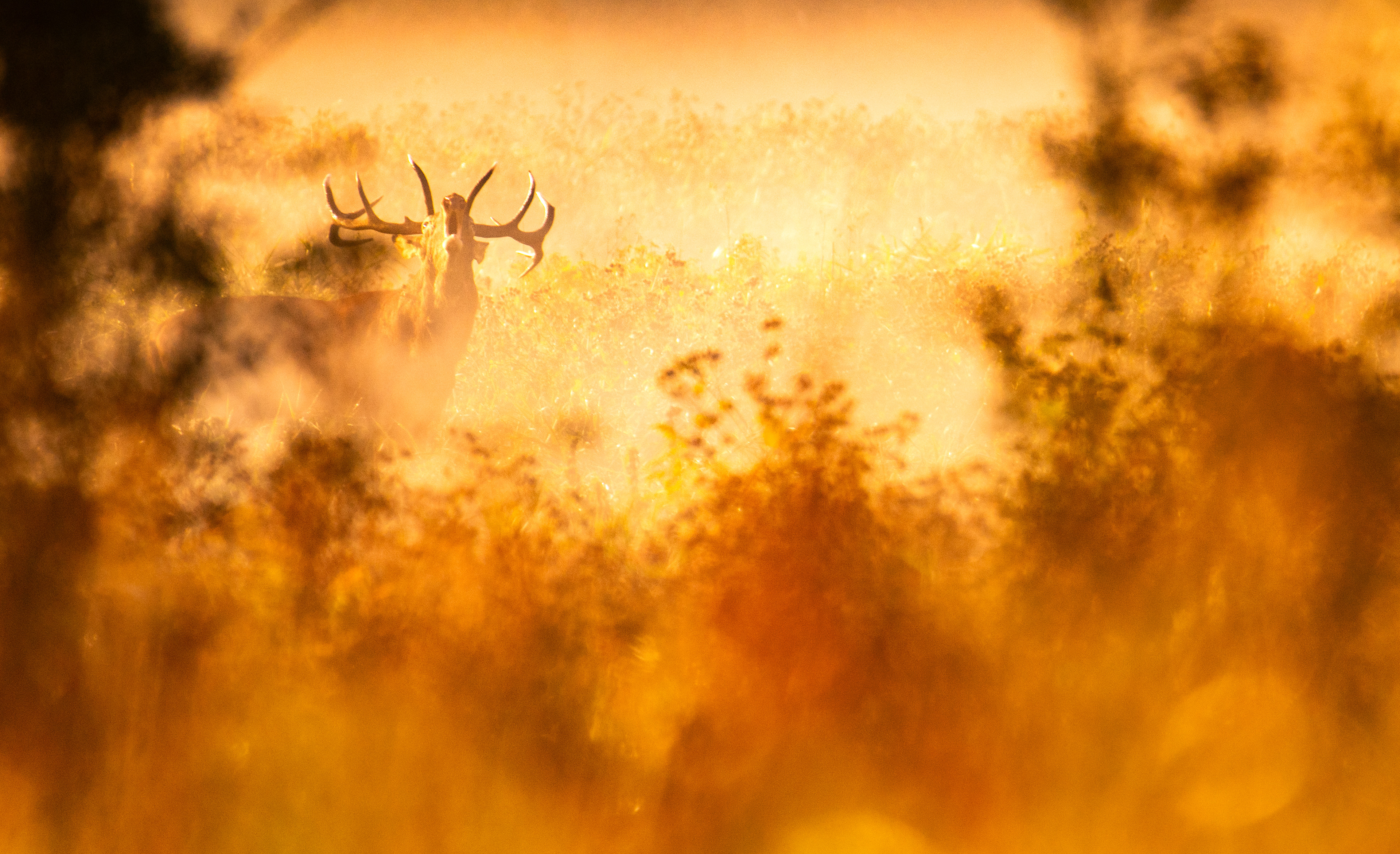 Jeleń szlachetny Cervus elaphus) 