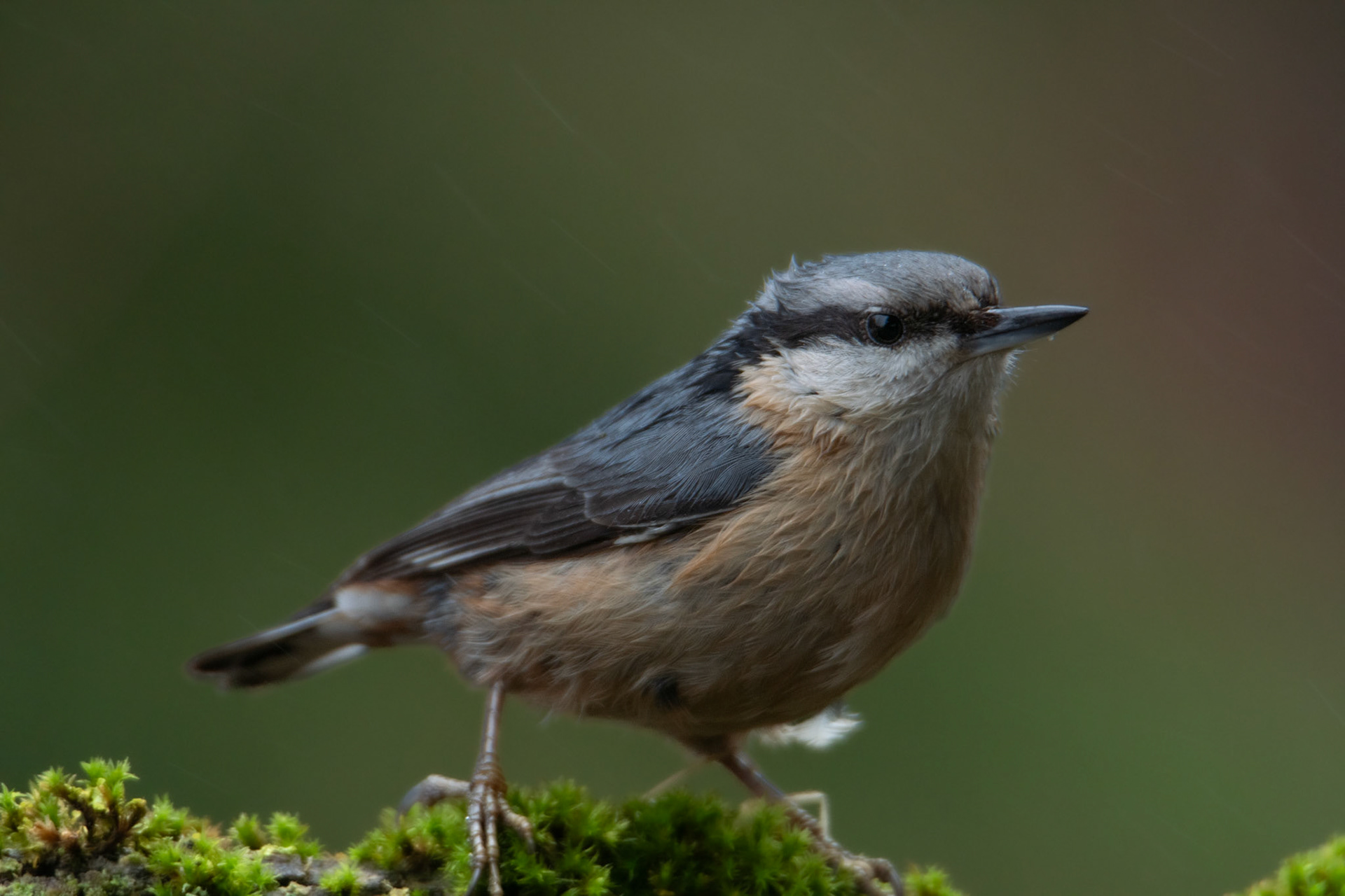 Kowalik (Sitta europaea)