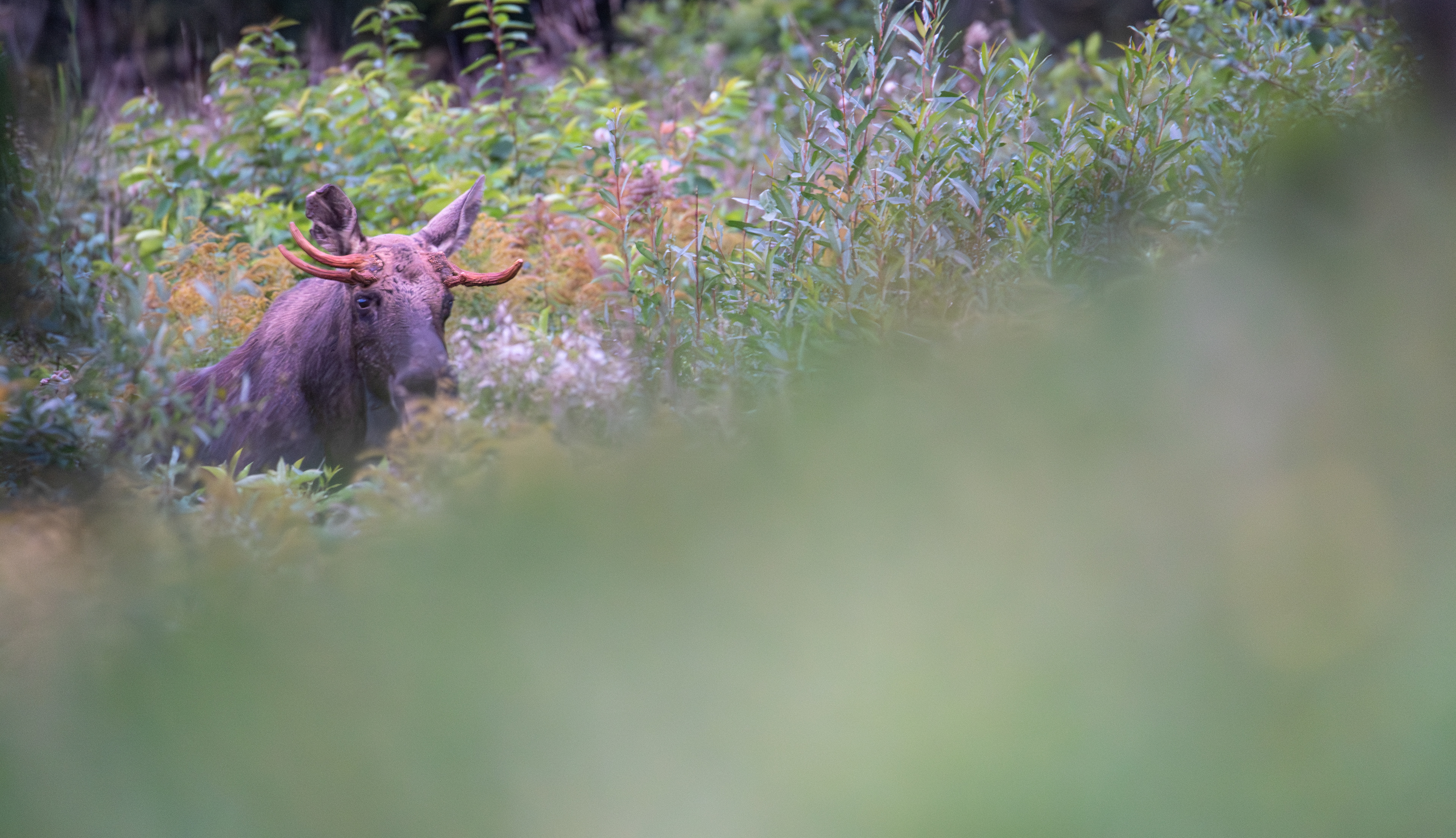 Łoś euroazjatycki (Alces alces)