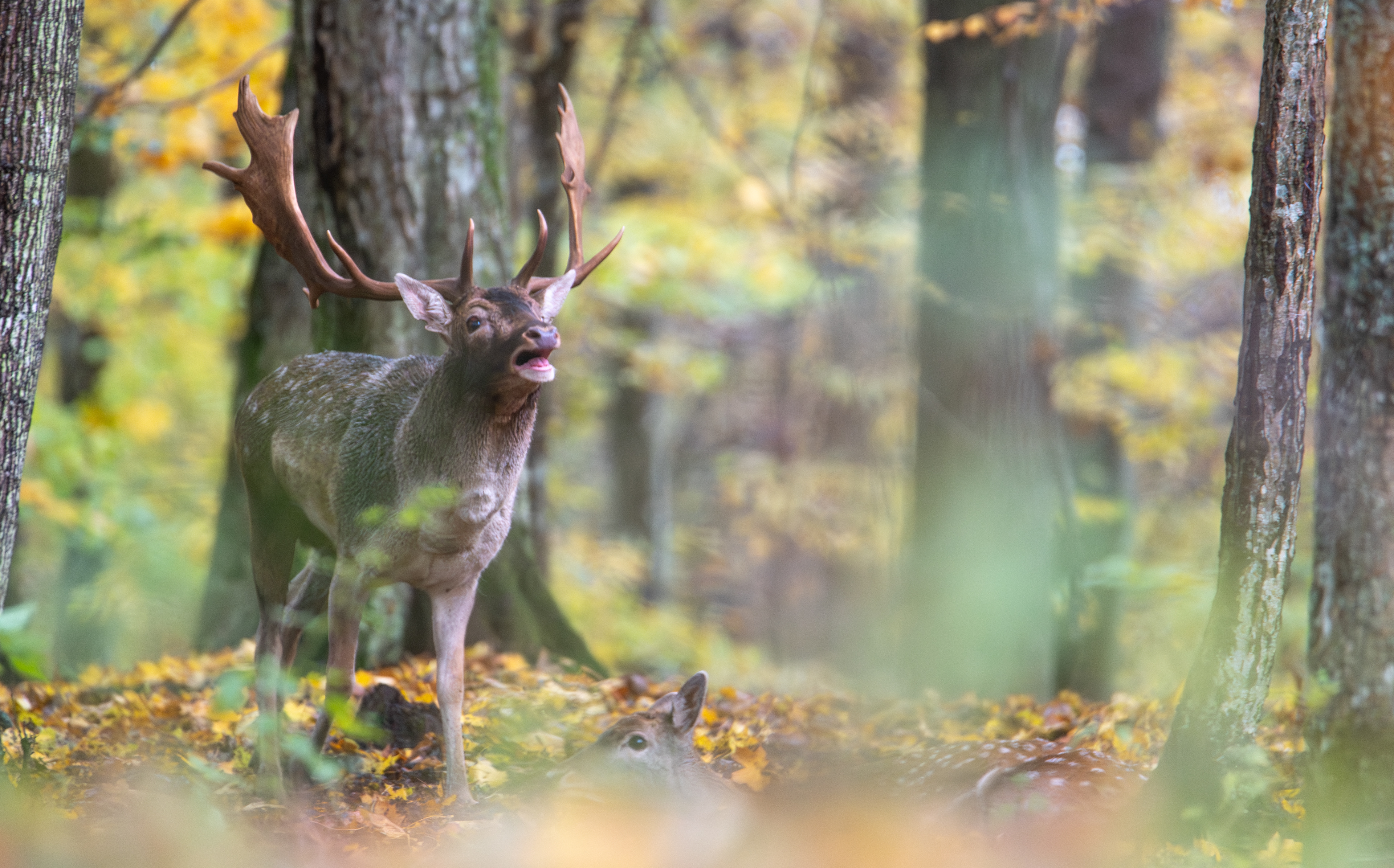 Daniel zwyczajny (Dama dama)
