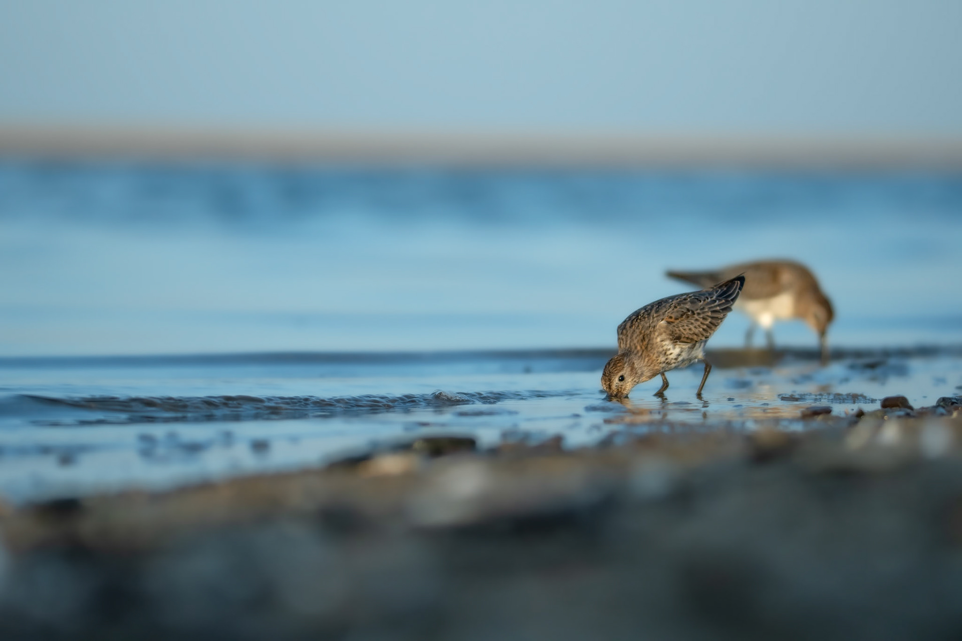 Biegus zmienny (Calidris alpina)