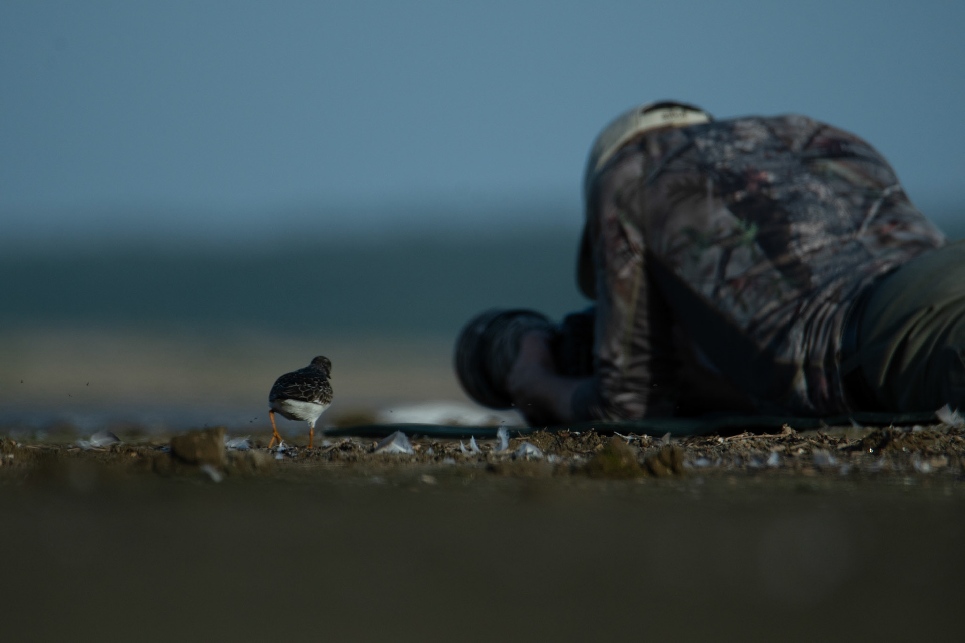 Kamusznik (Arenaria interpres)