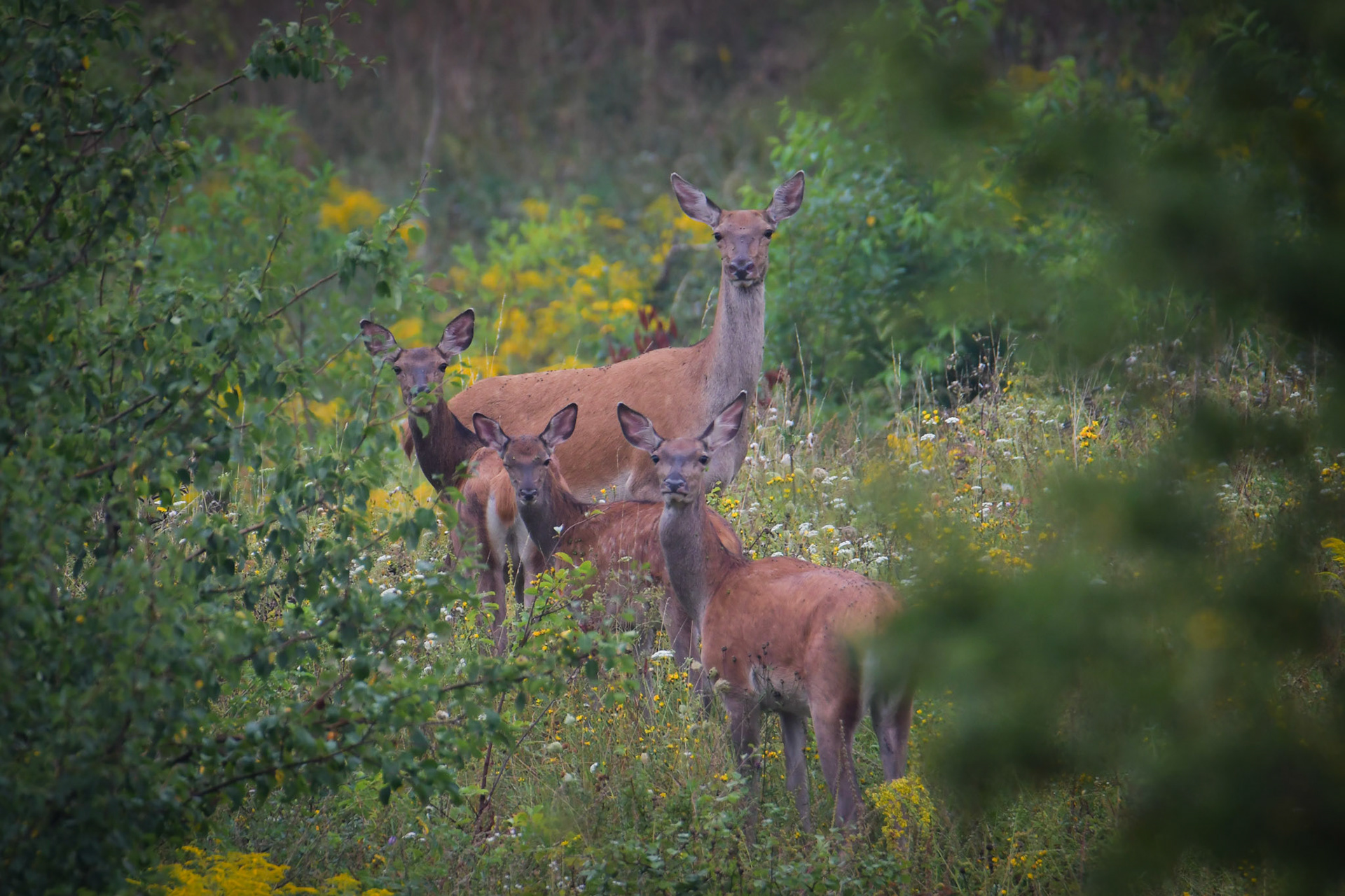 Jeleń szlachetny Cervus elaphus) 