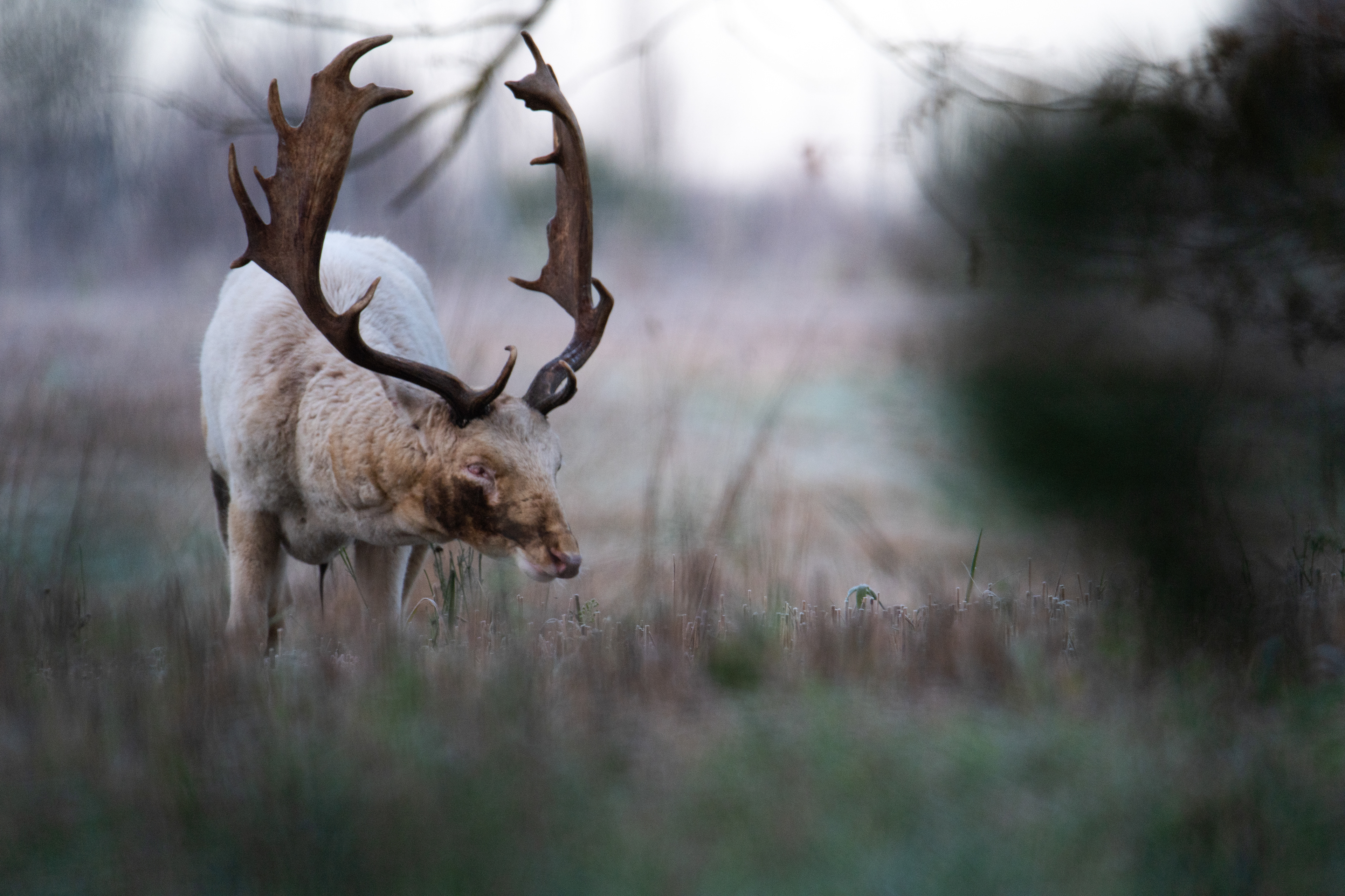 Daniel zwyczajny (Dama dama)