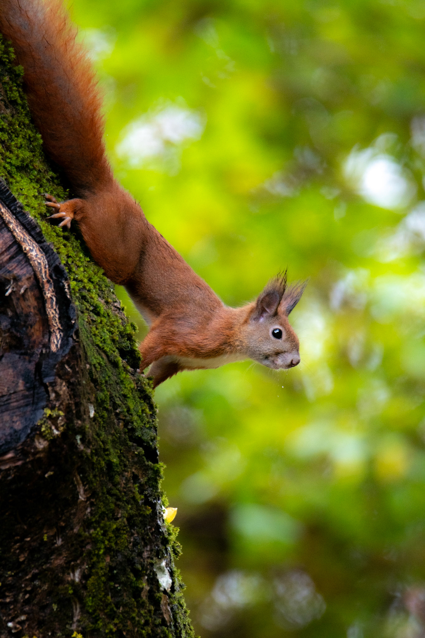 Wiewiórka pospolita (Sciurus vulgaris) 
